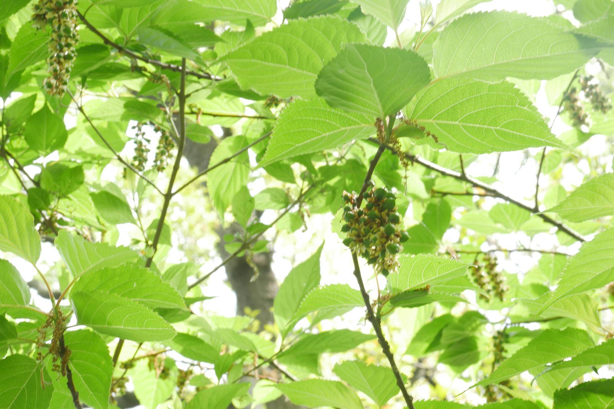 P1070200.jpg