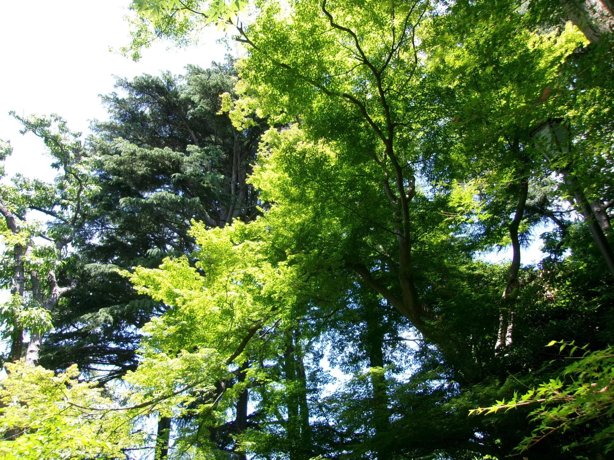 100_1615.jpg