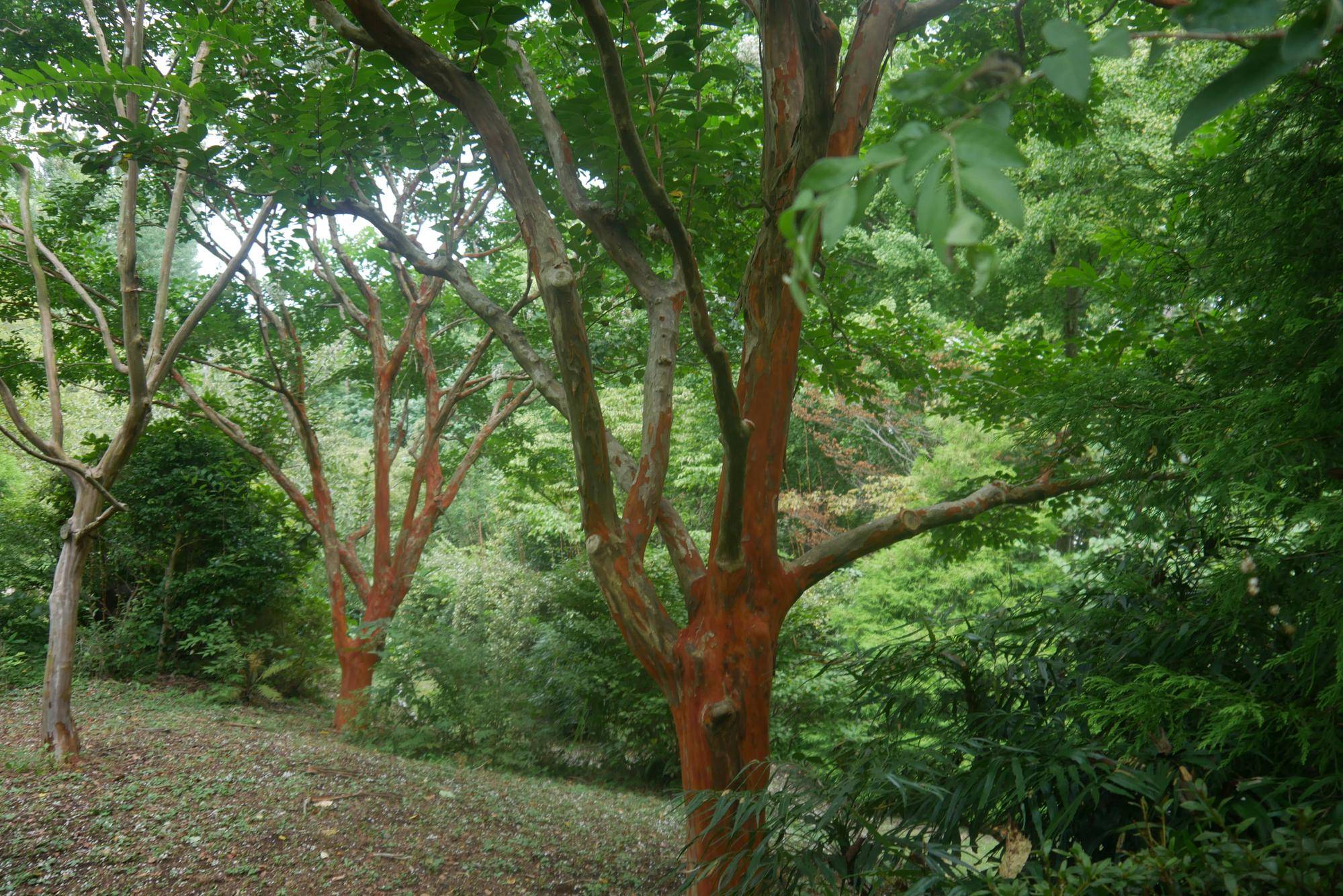 P1090481.jpg