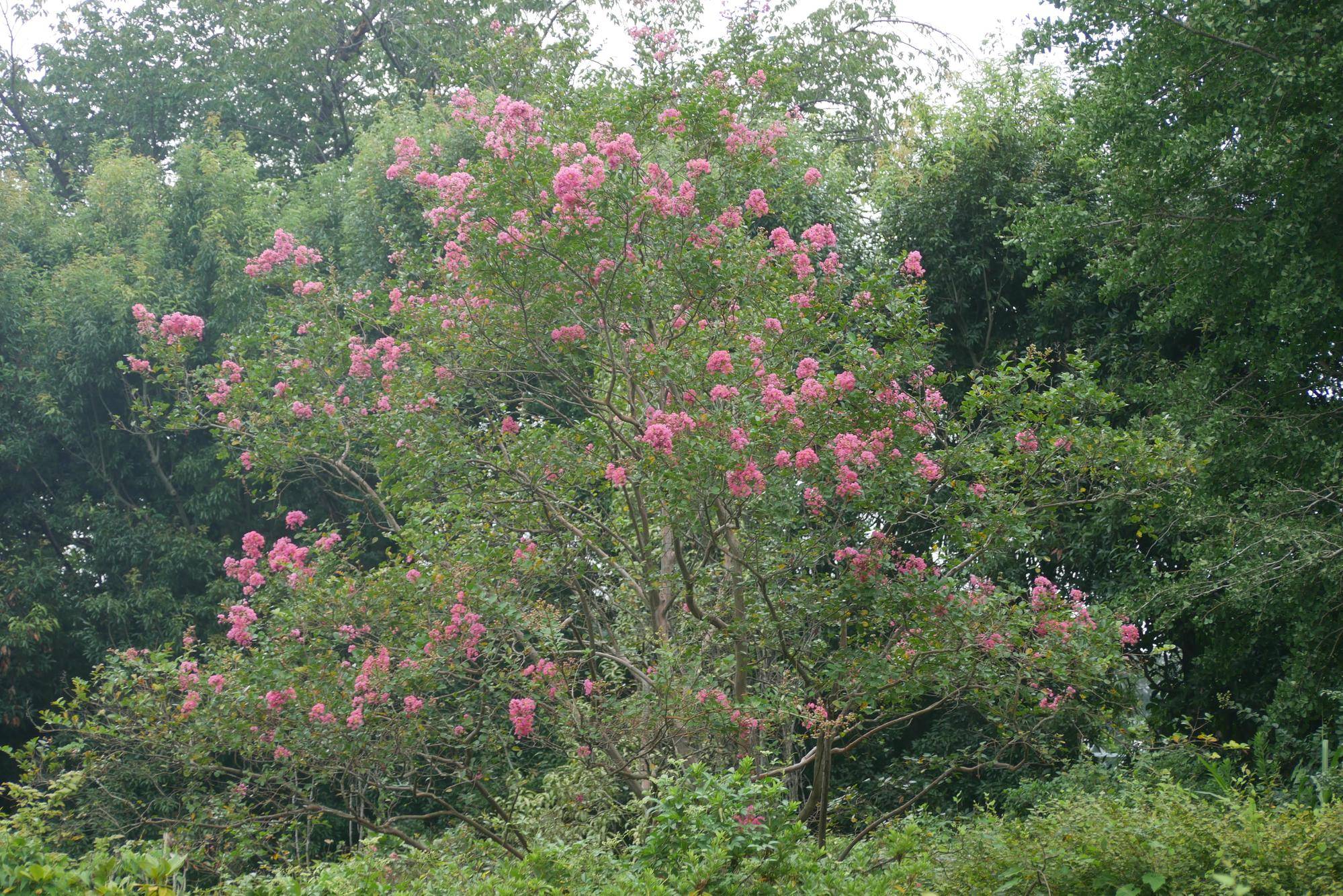P1090475.jpg