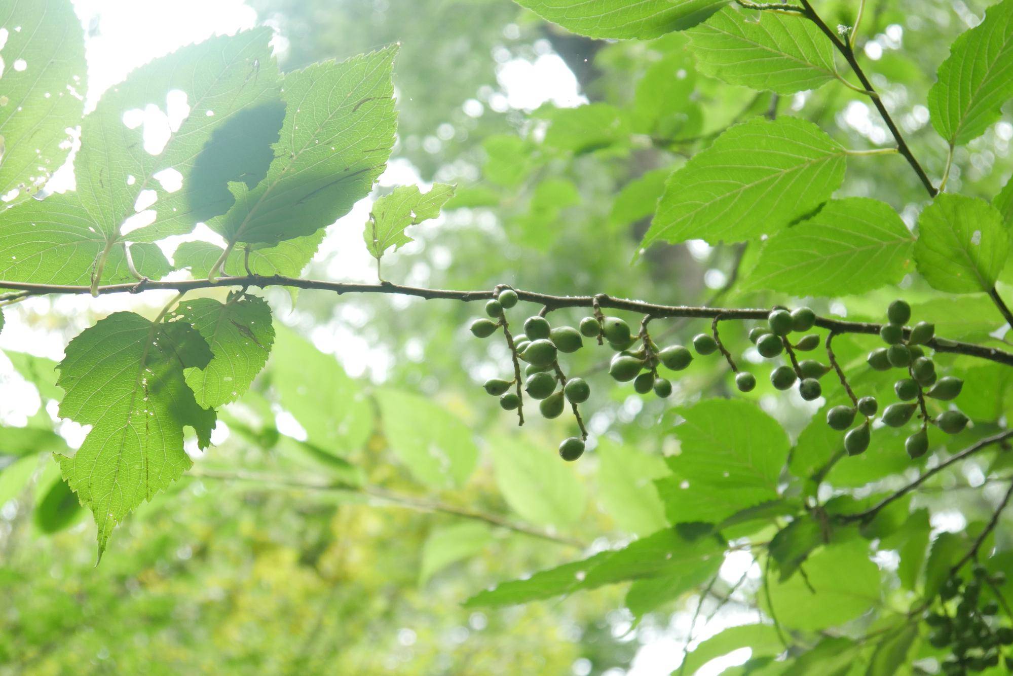 P1090455.jpg