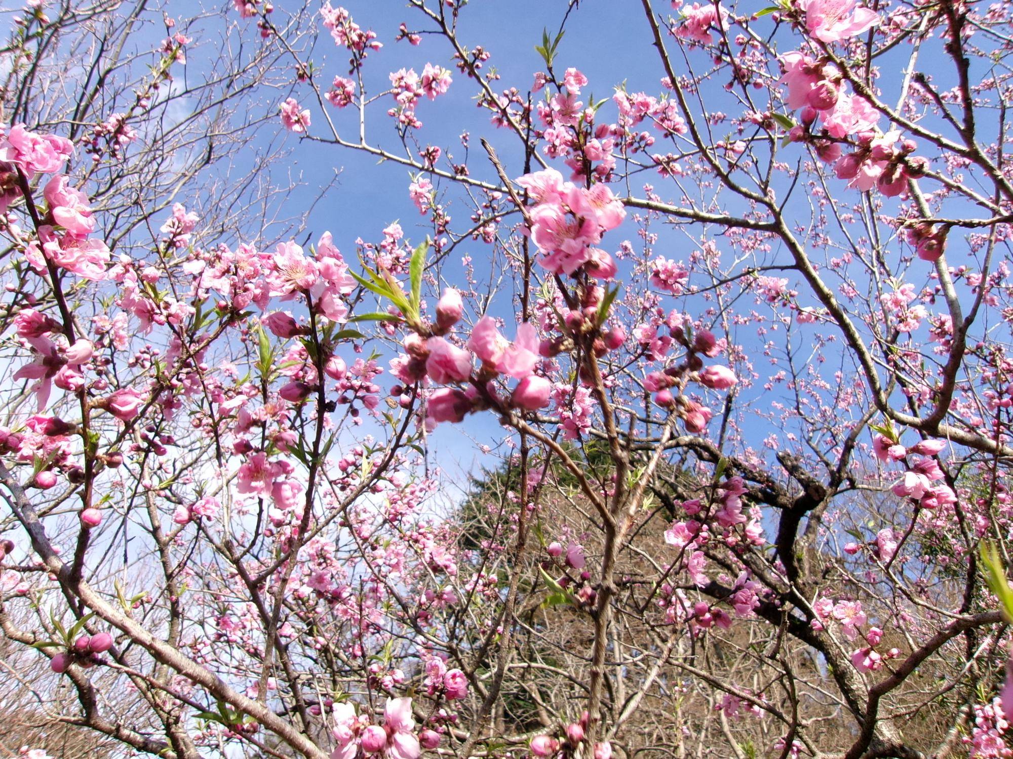 100_4990.jpg