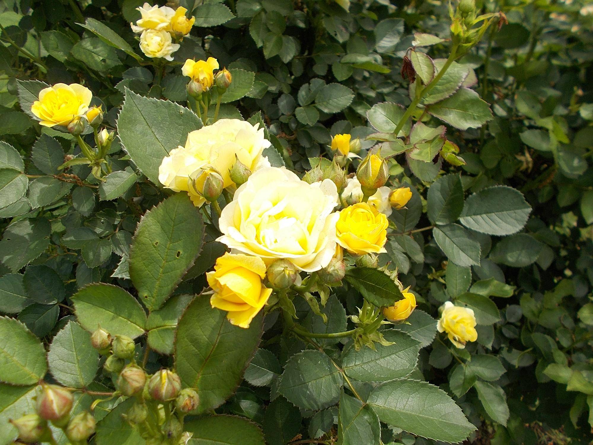 バラ　ゴールデンボーダー (2).jpg