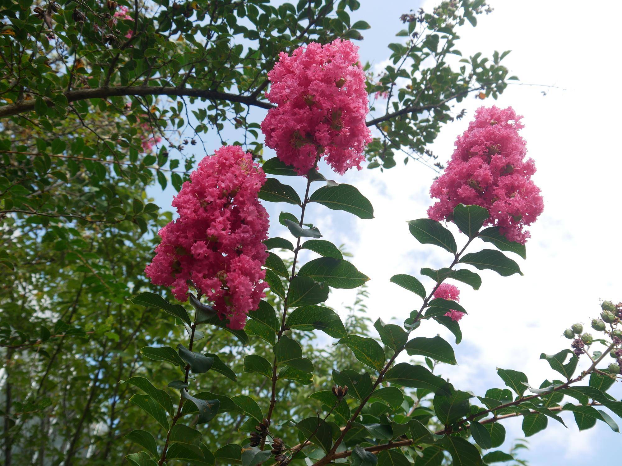 P1070293.jpg