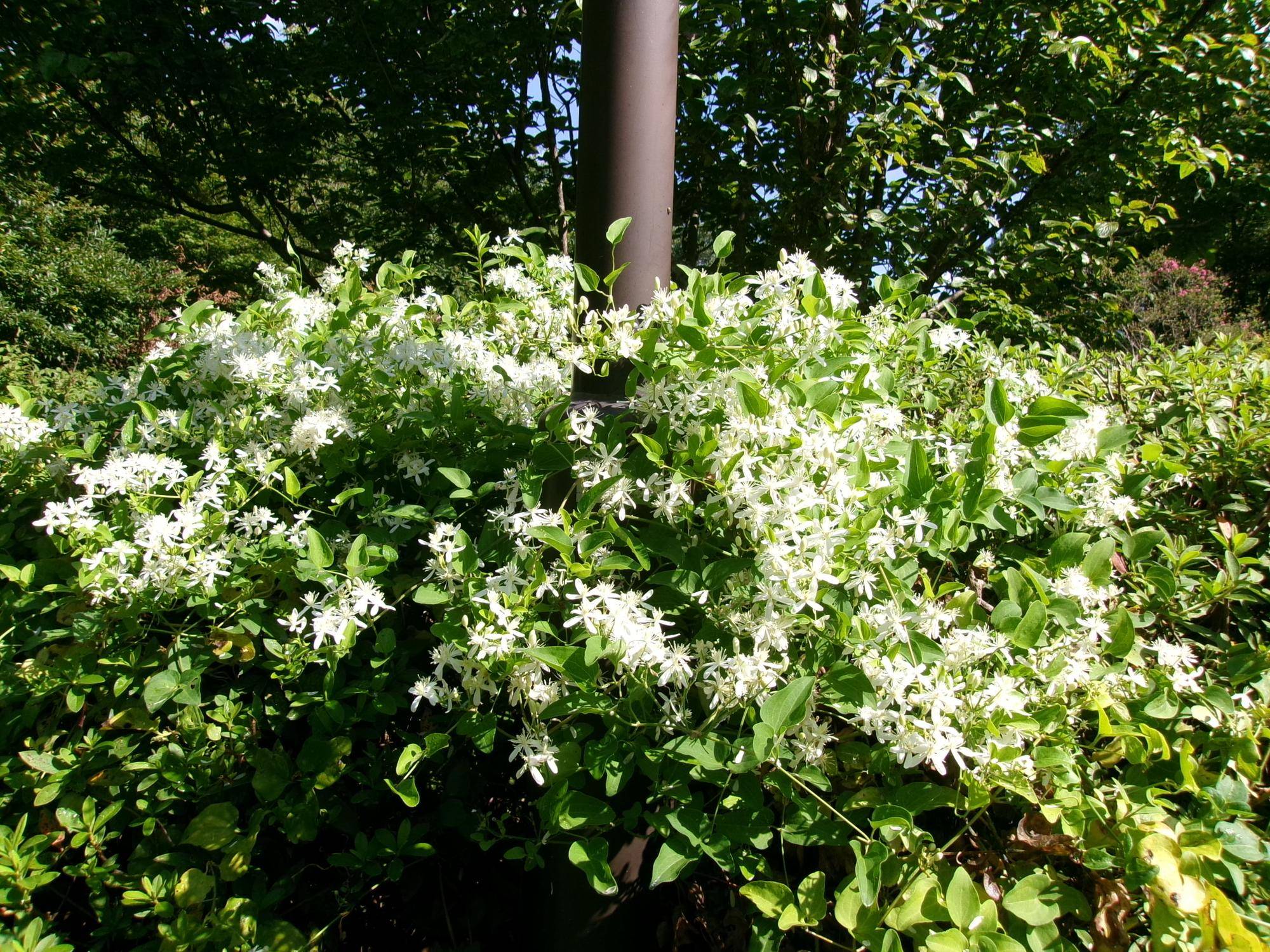 100_7037.jpg