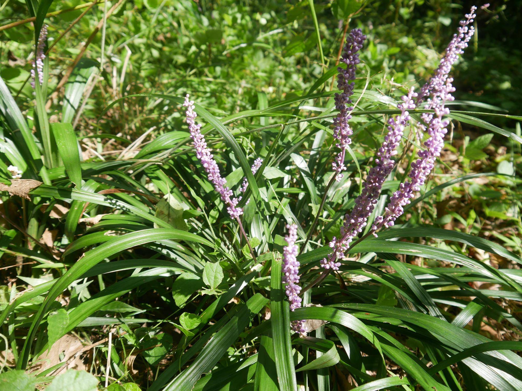 P1070422.jpg