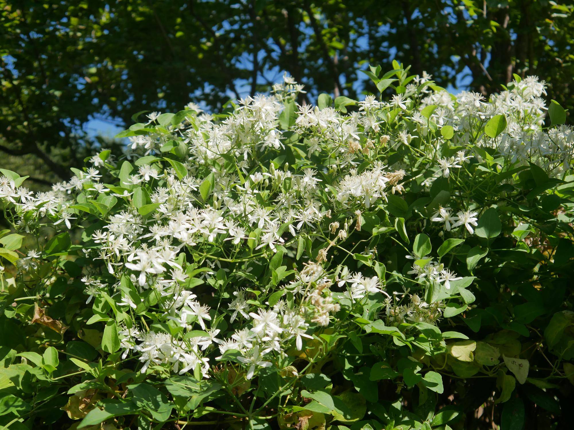 P1070425.jpg