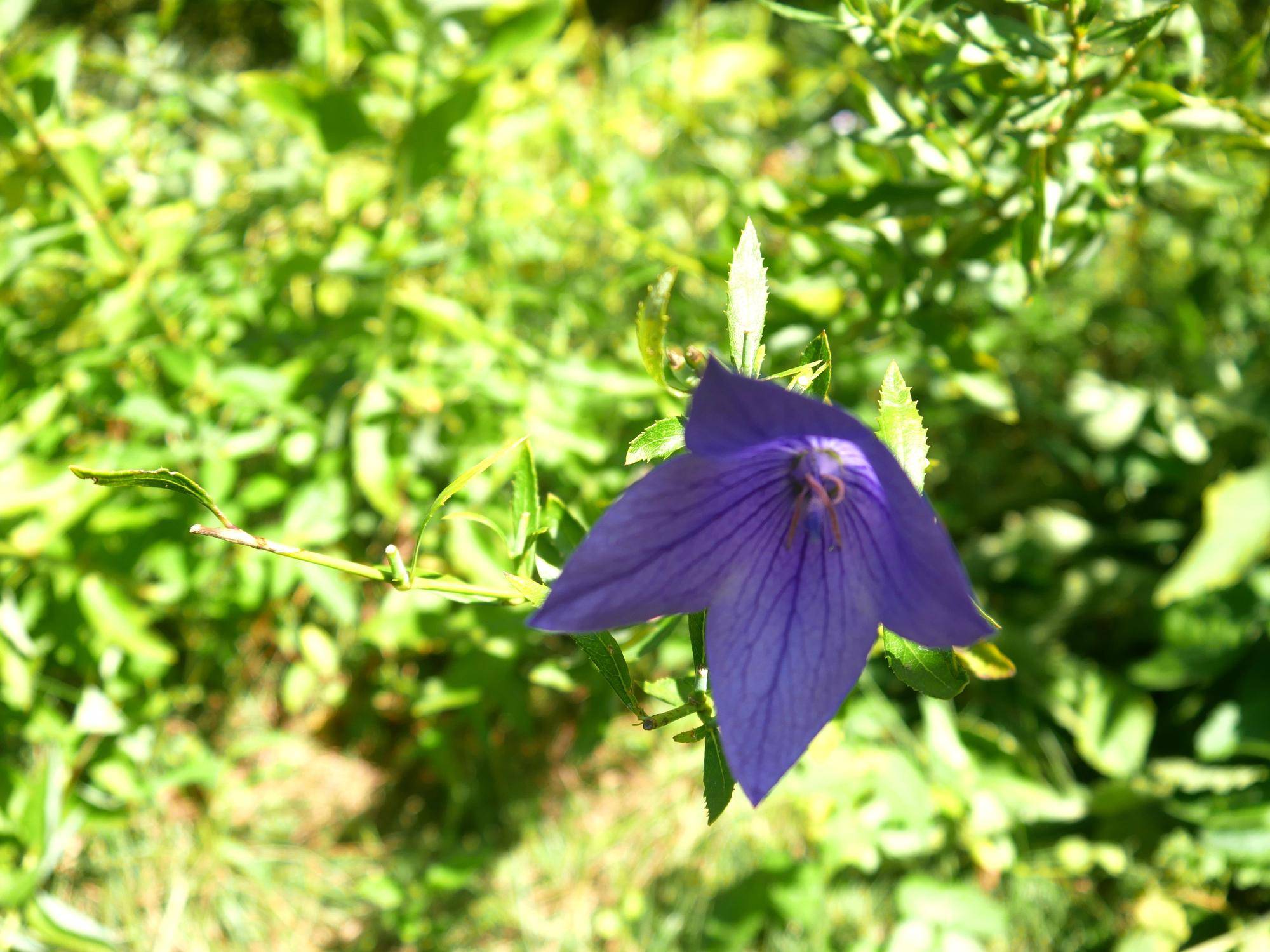P1070432.jpg
