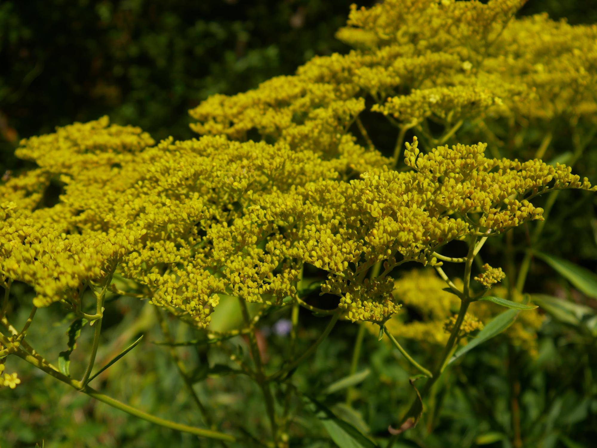 P1070434.jpg