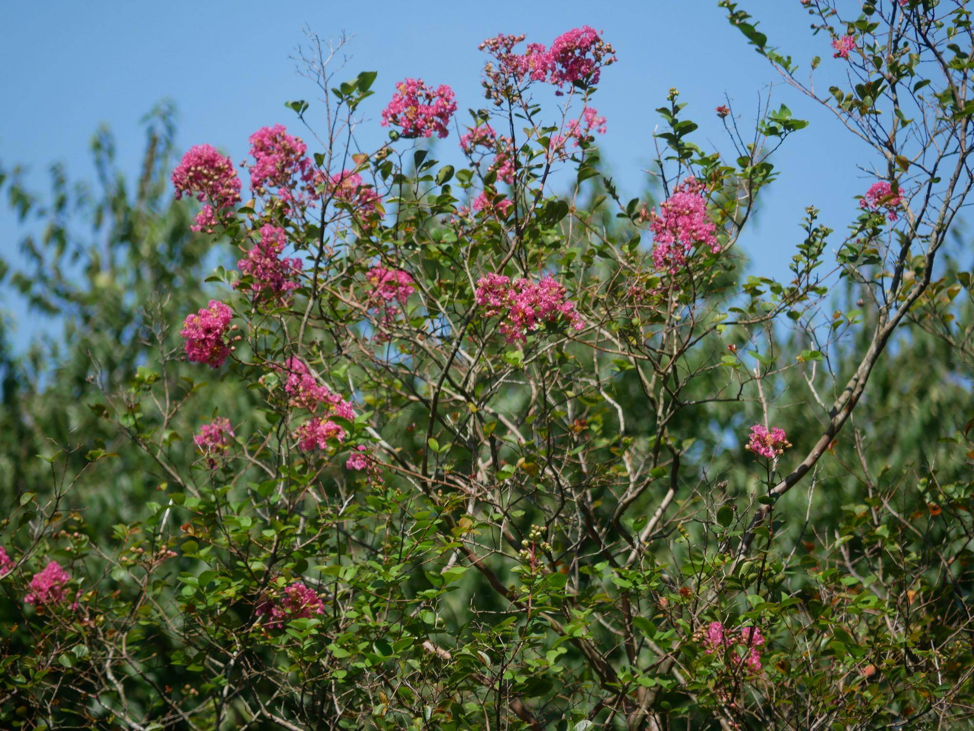 P1070436.jpg
