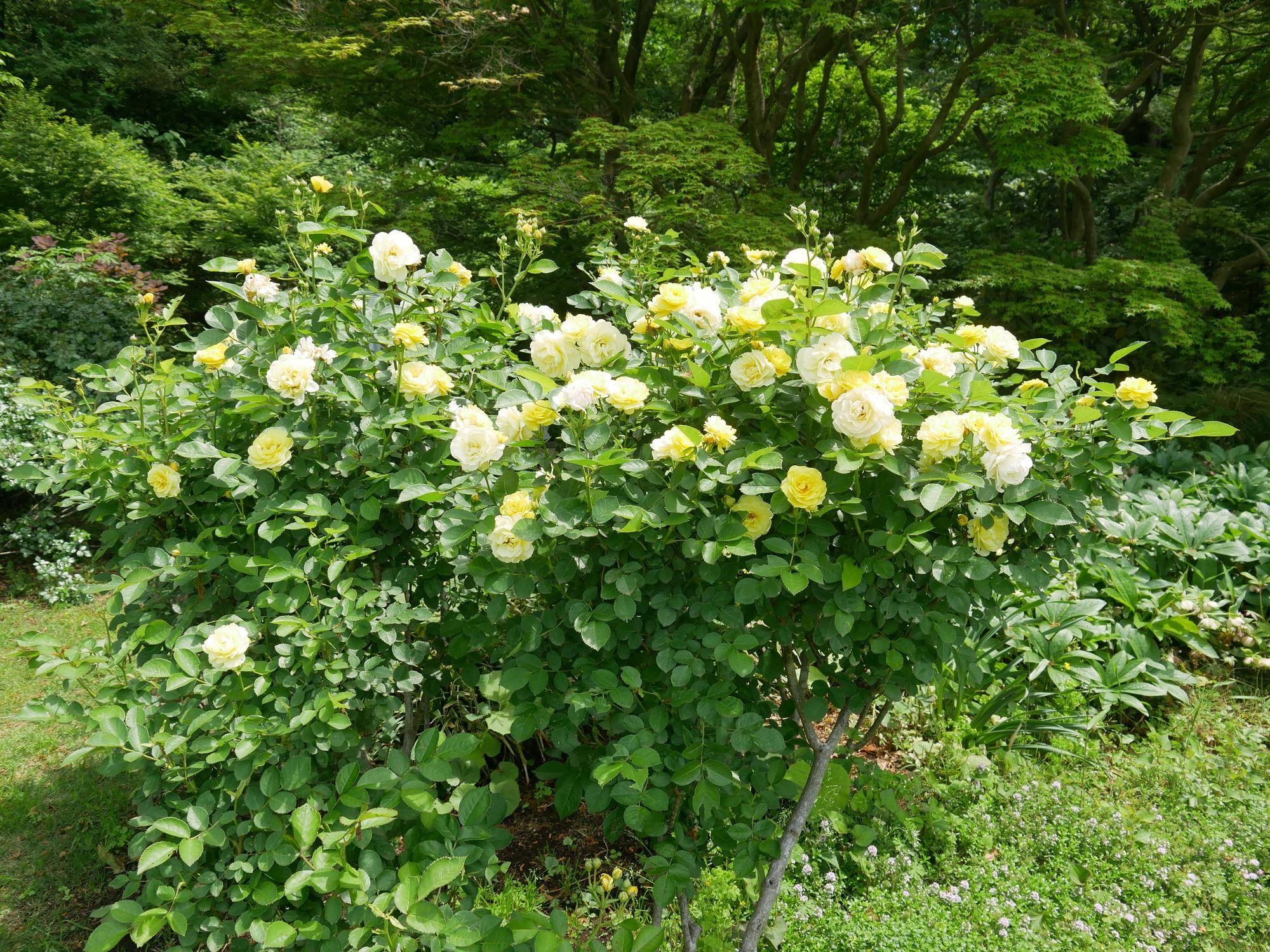 P1090845.jpg