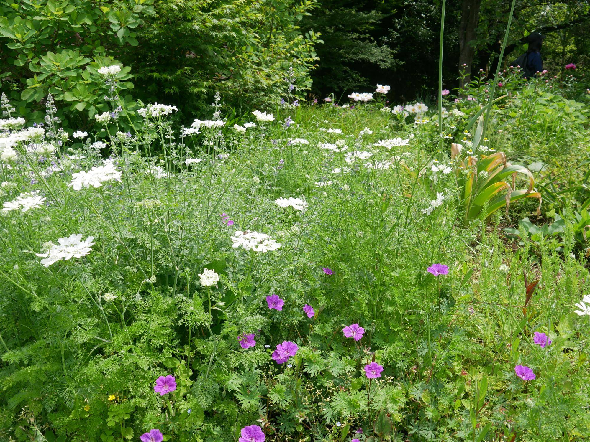 P1090848.jpg
