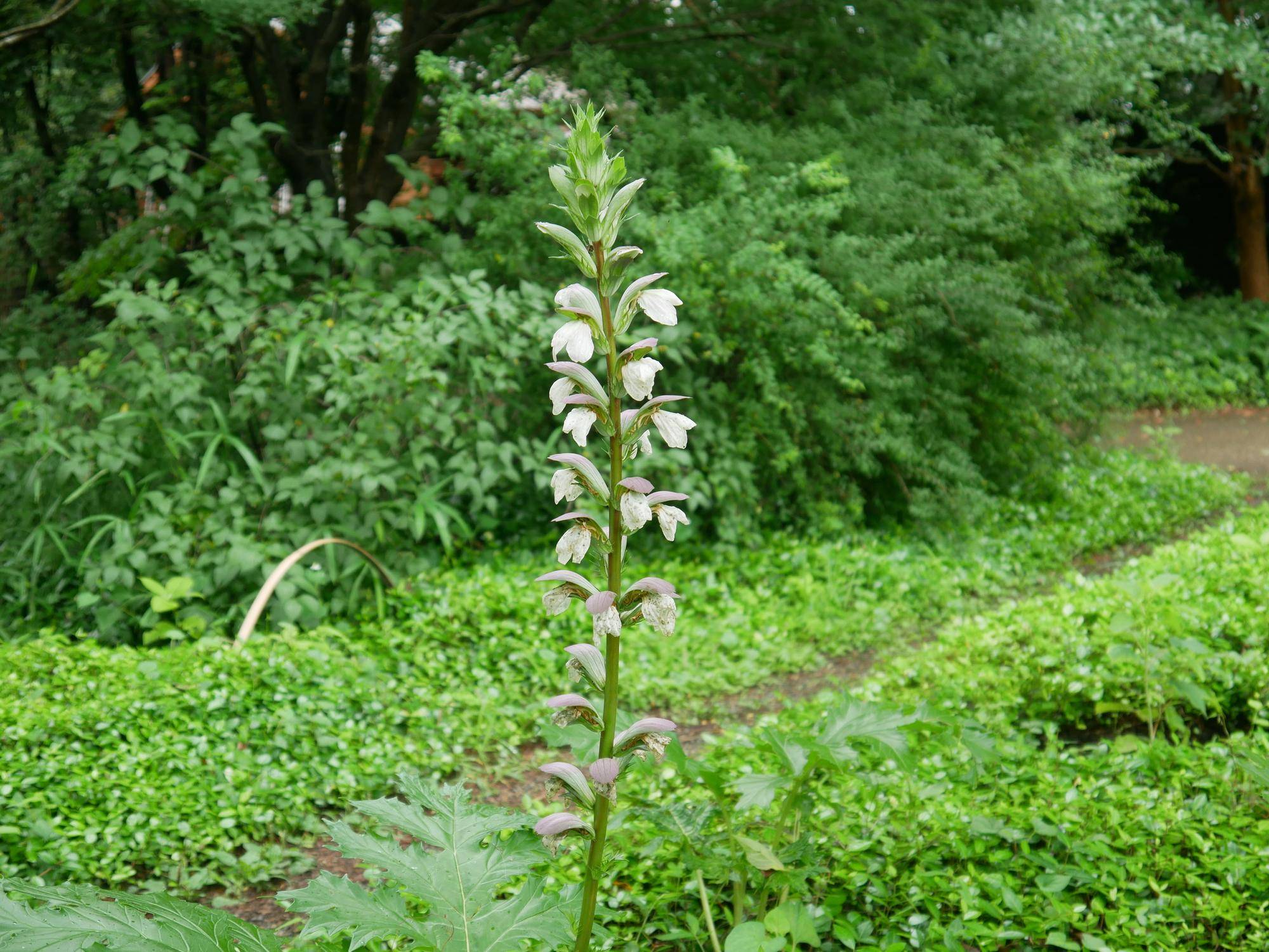 P1100081.jpg