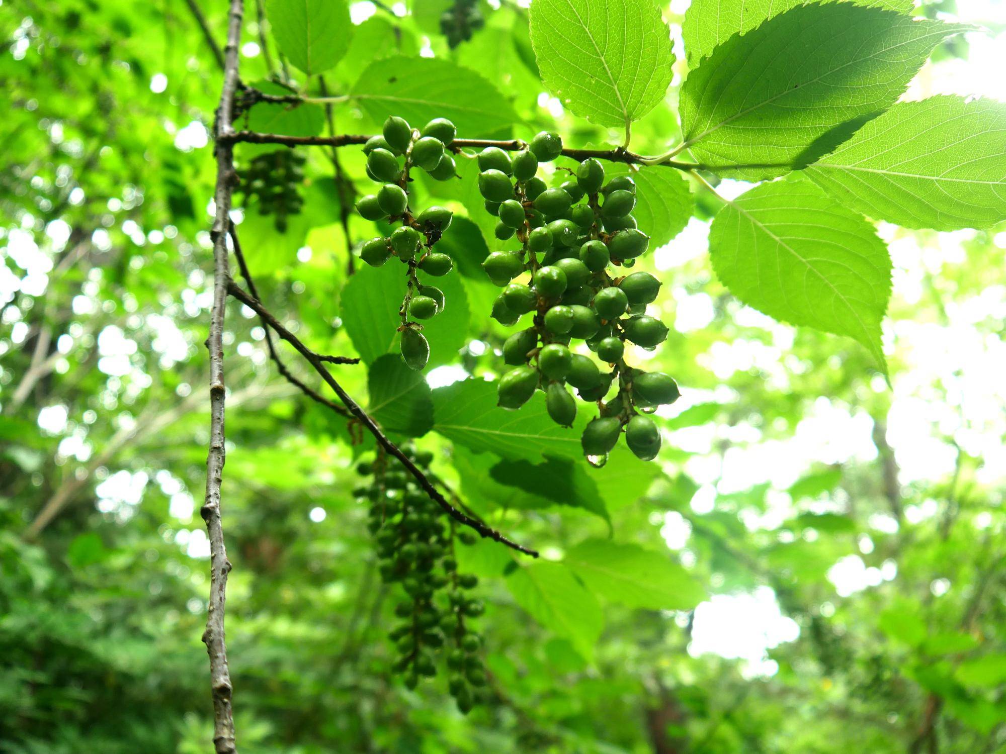 P1100092.jpg