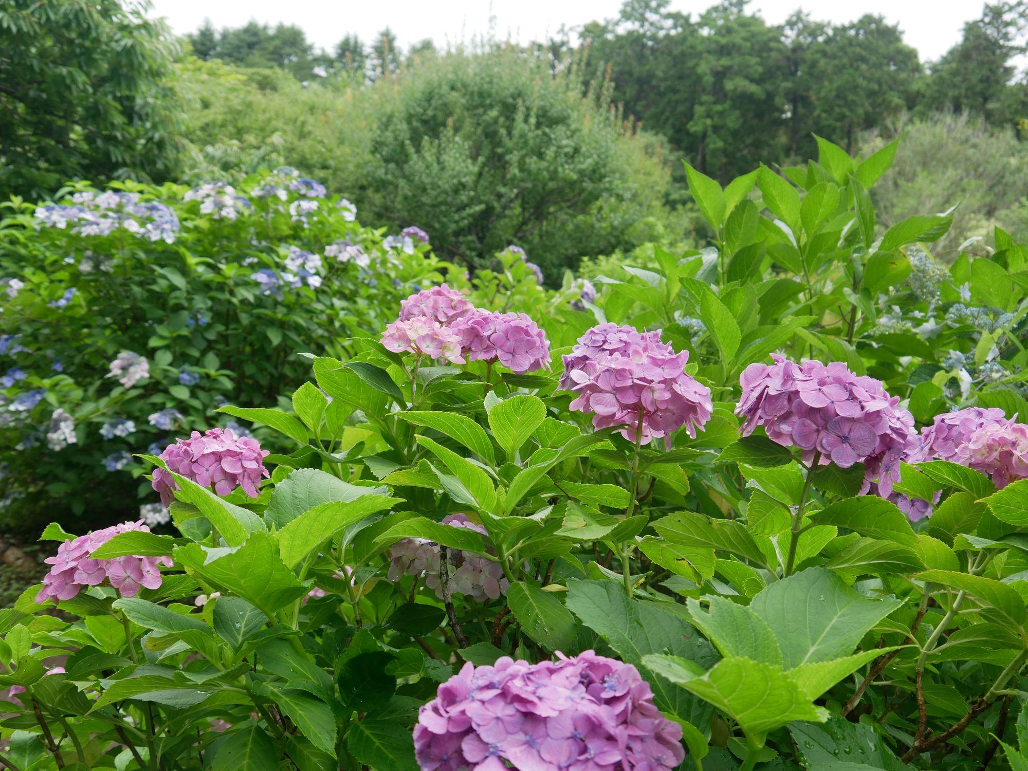 P1100119.jpg