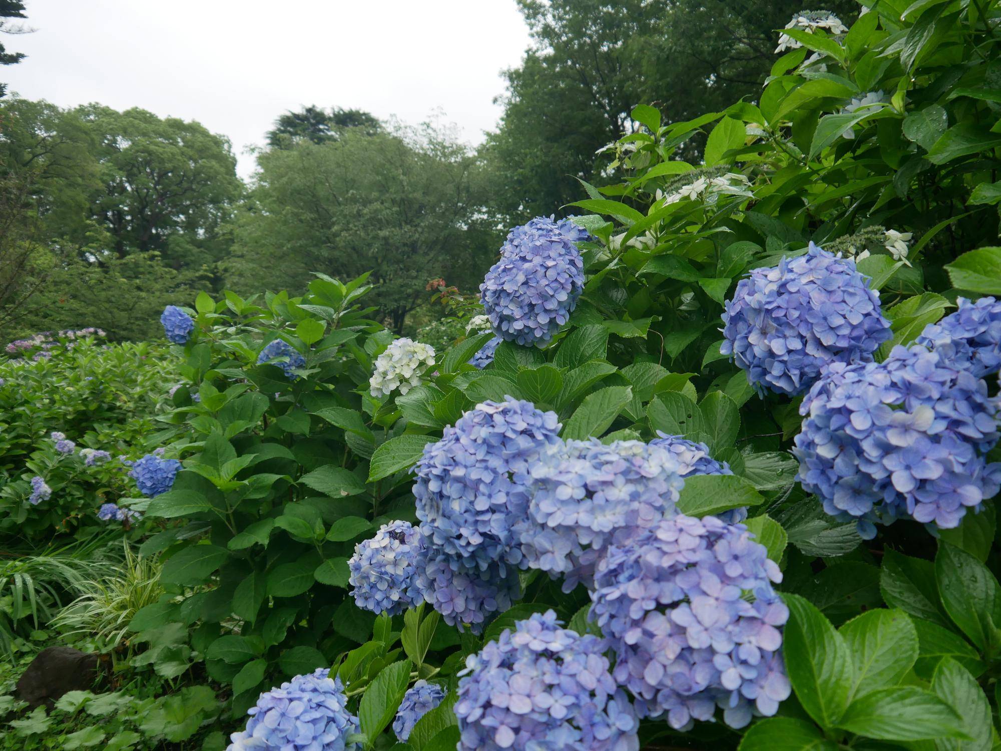 P1100211.jpg