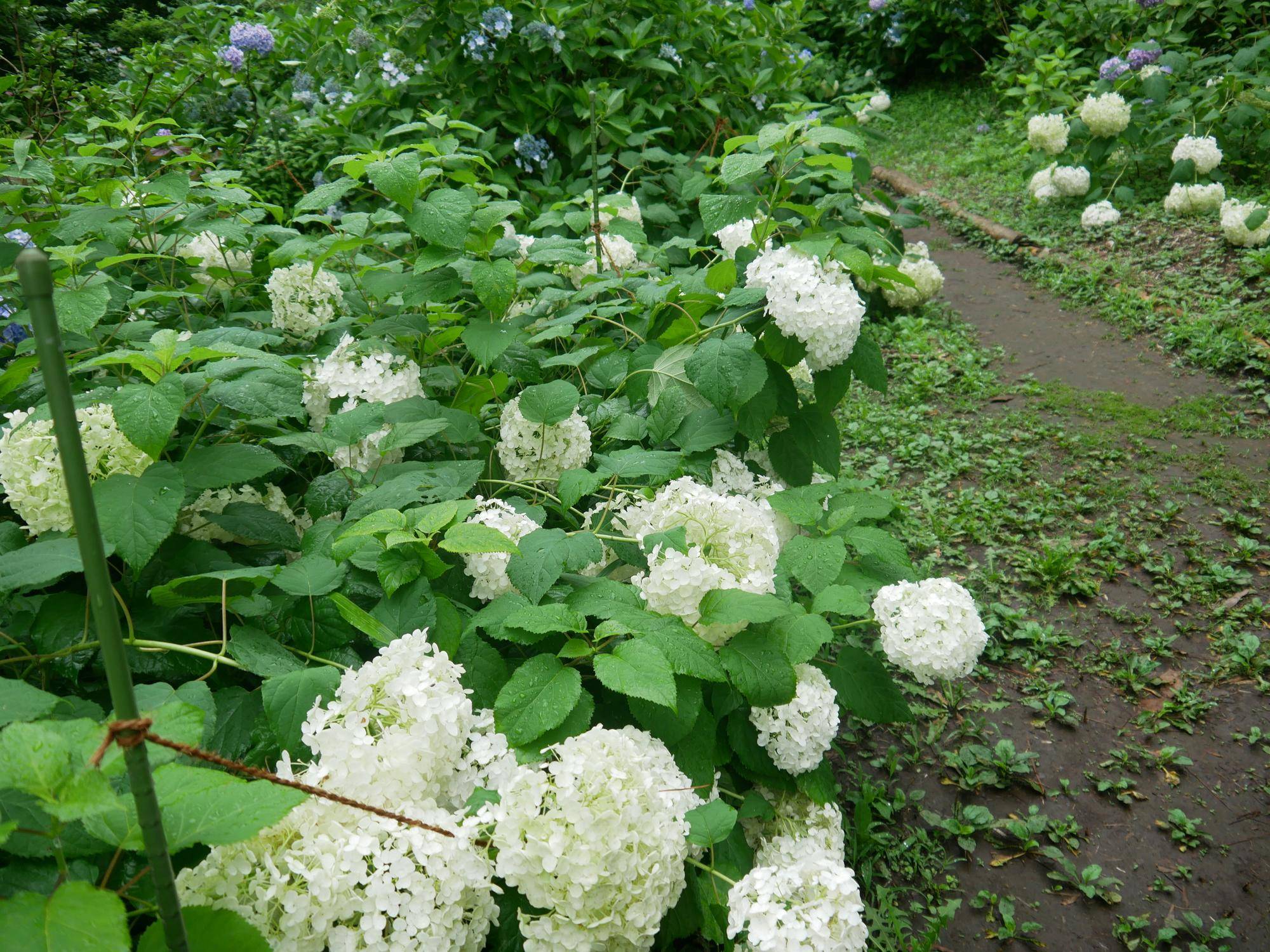 P1100213.jpg