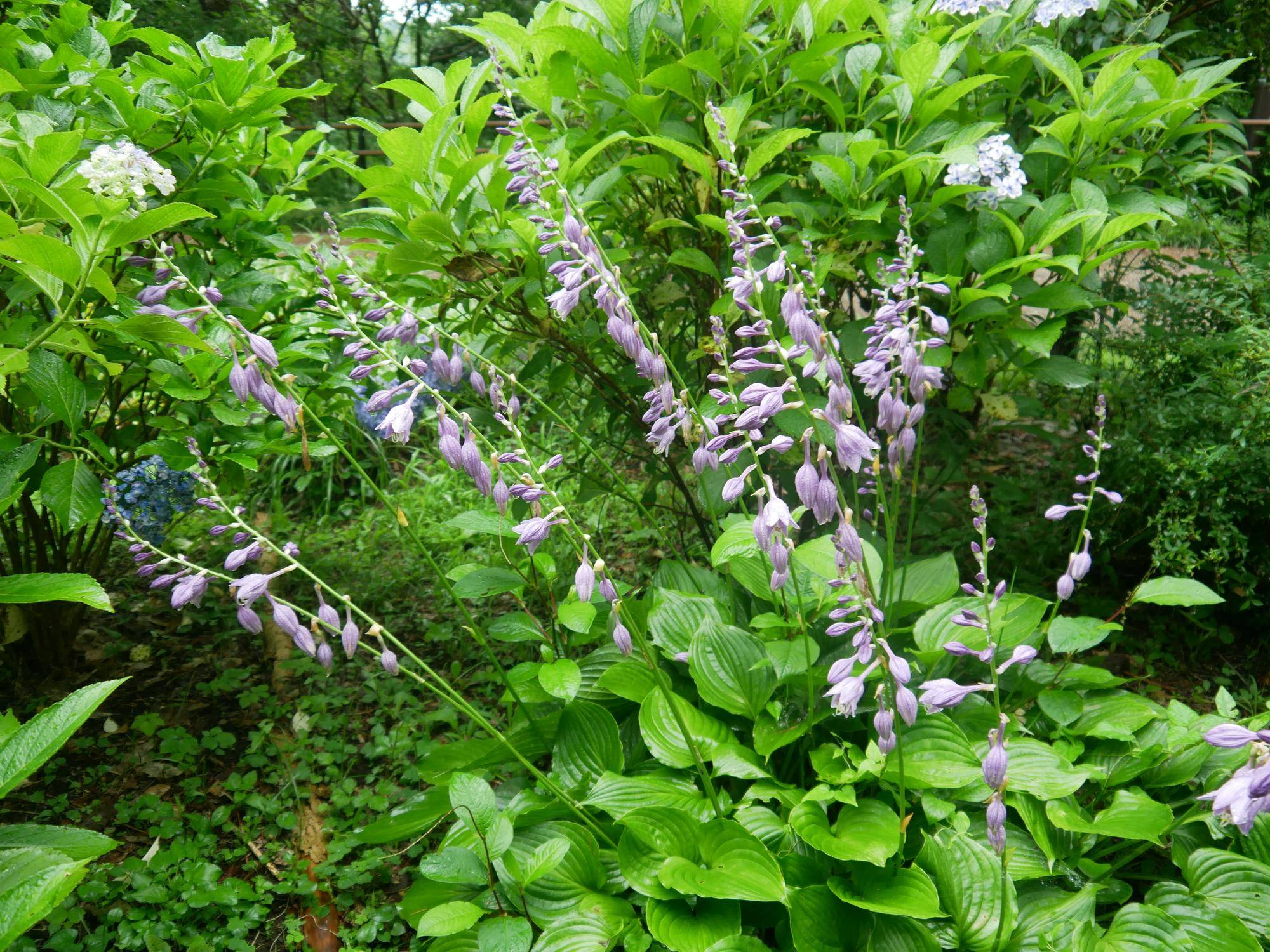 P1100215.jpg
