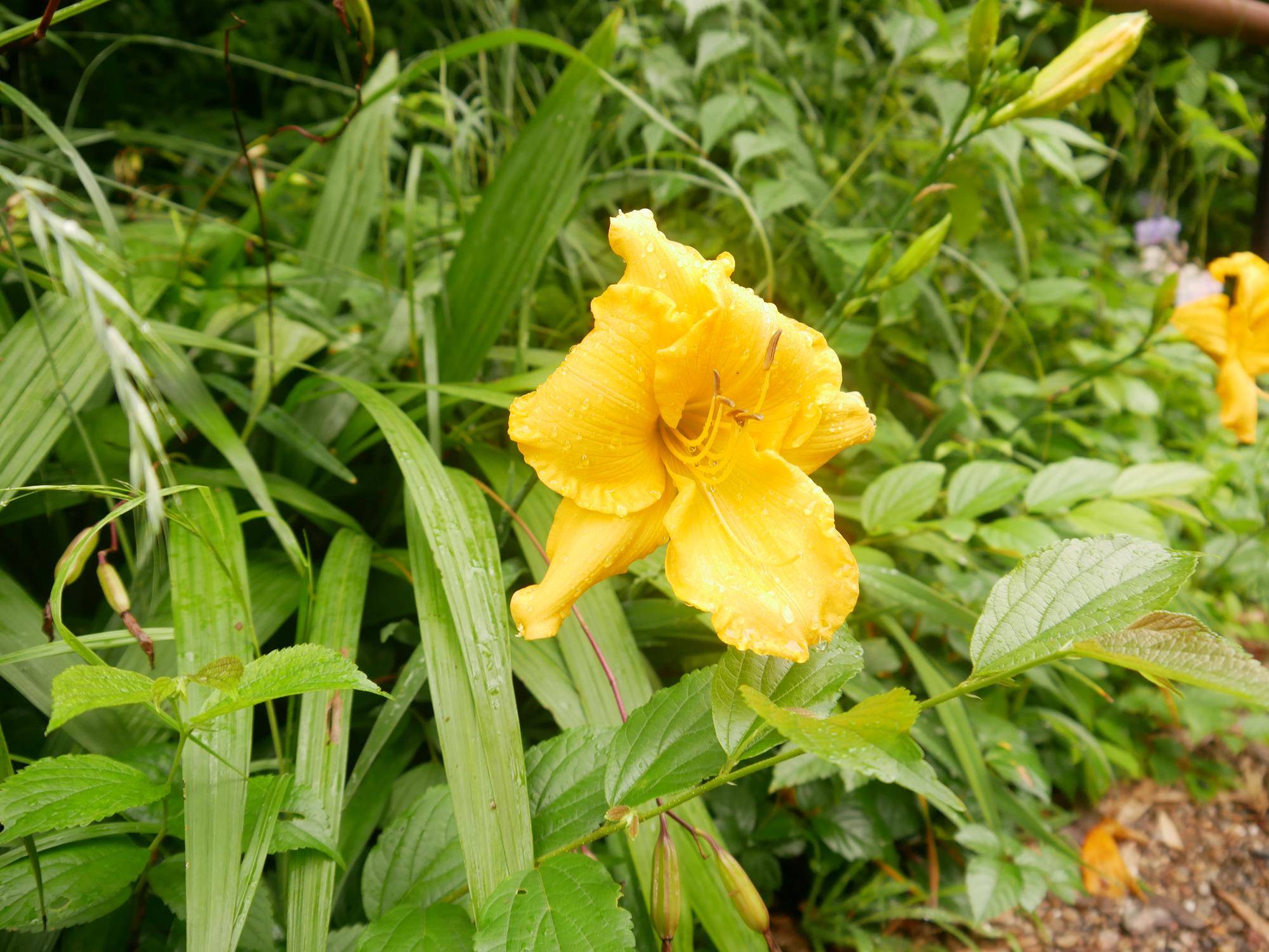 P1100217.jpg