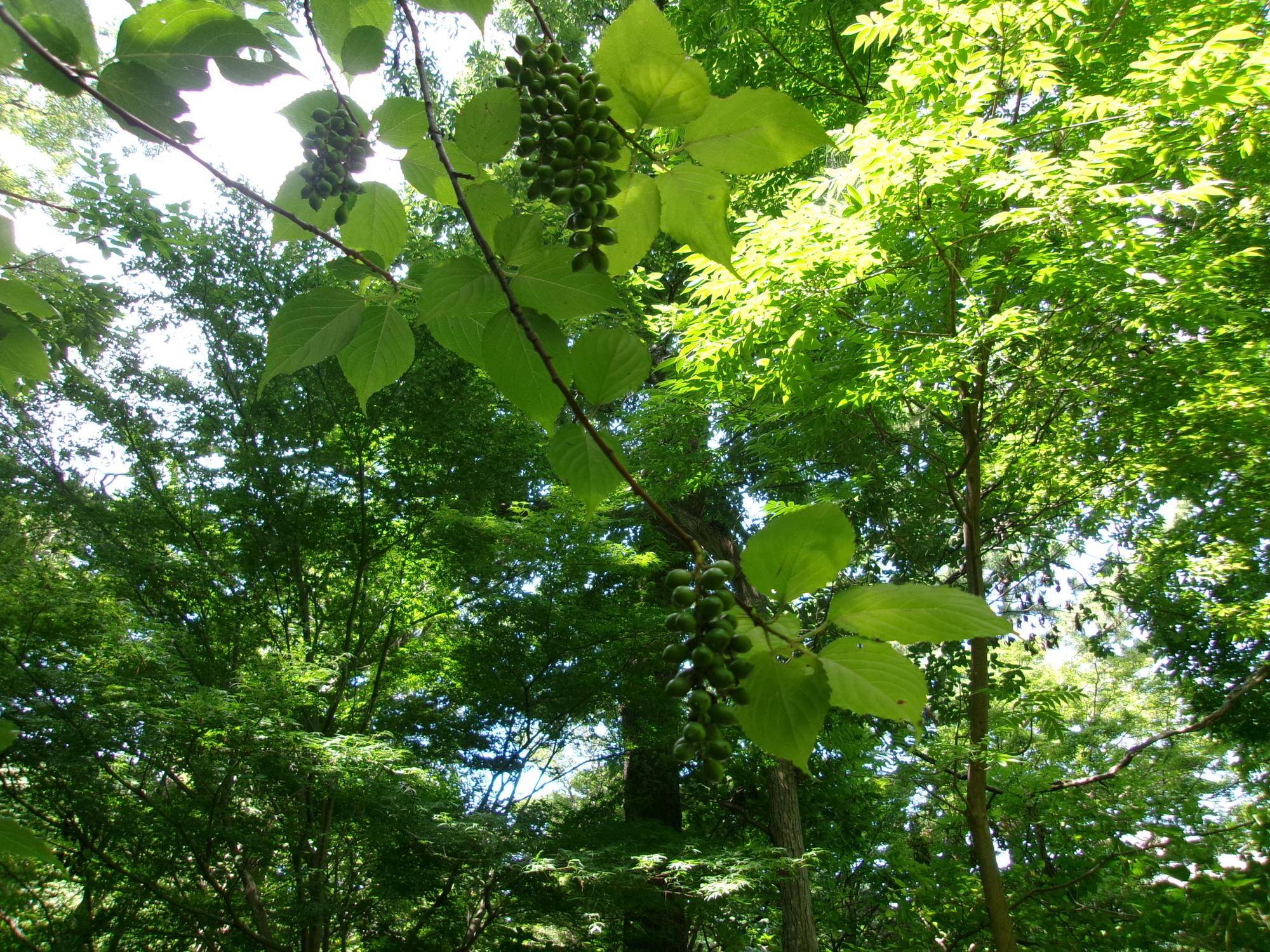 101_1975.jpg