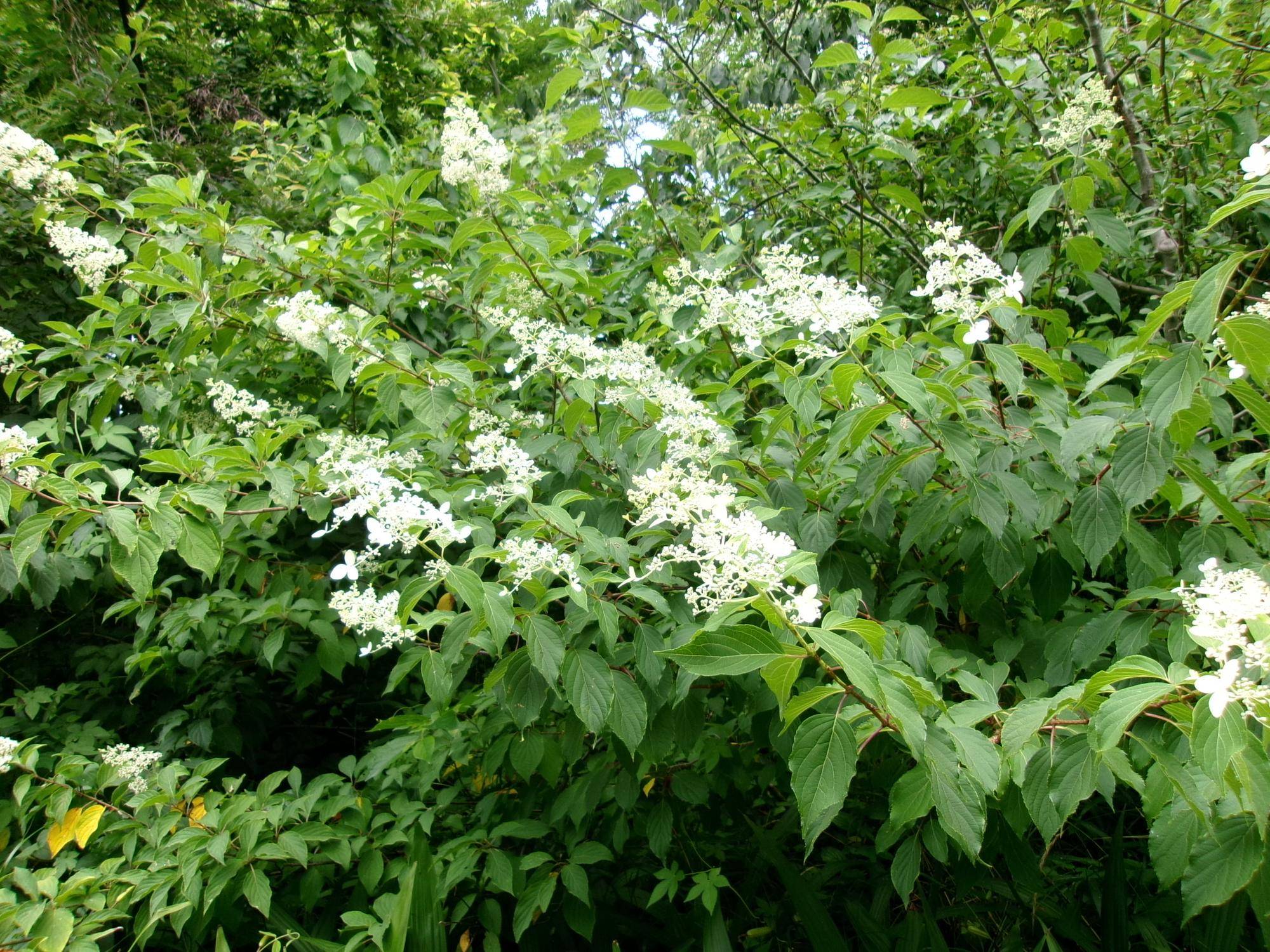 101_1901.jpg