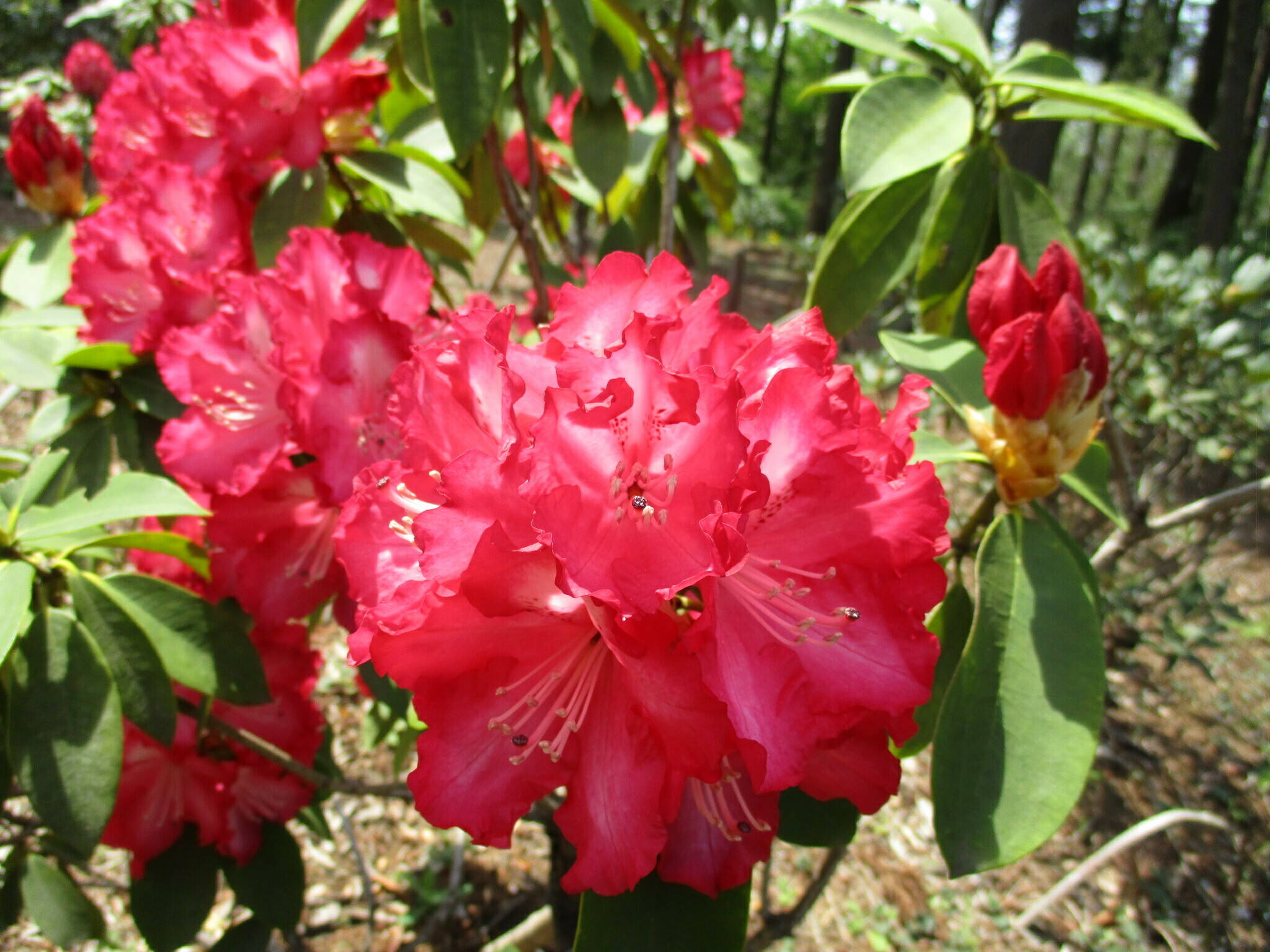 7.シャクナゲ(紅衣)/シャクナゲ苑.jpg