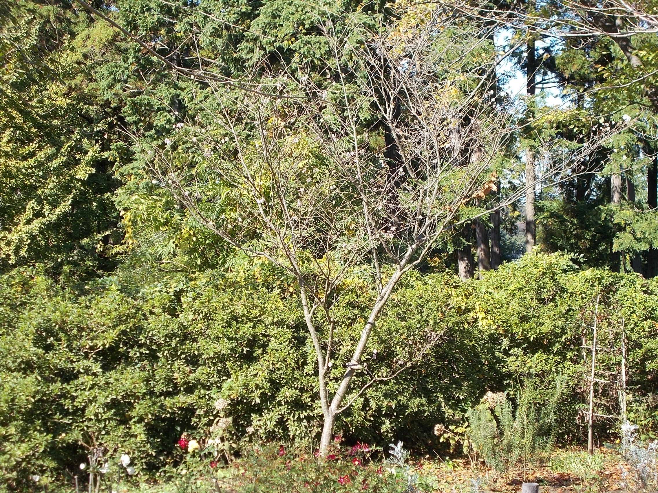 DSCN7214 - コピー.jpg