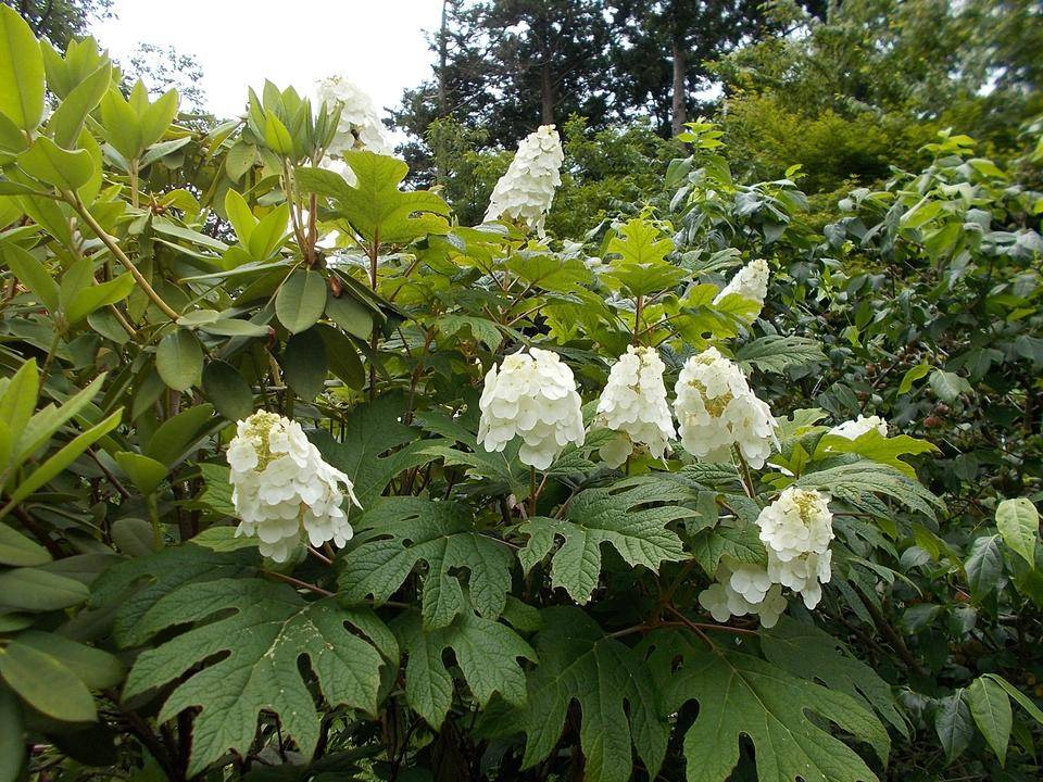DSCN6073.jpg