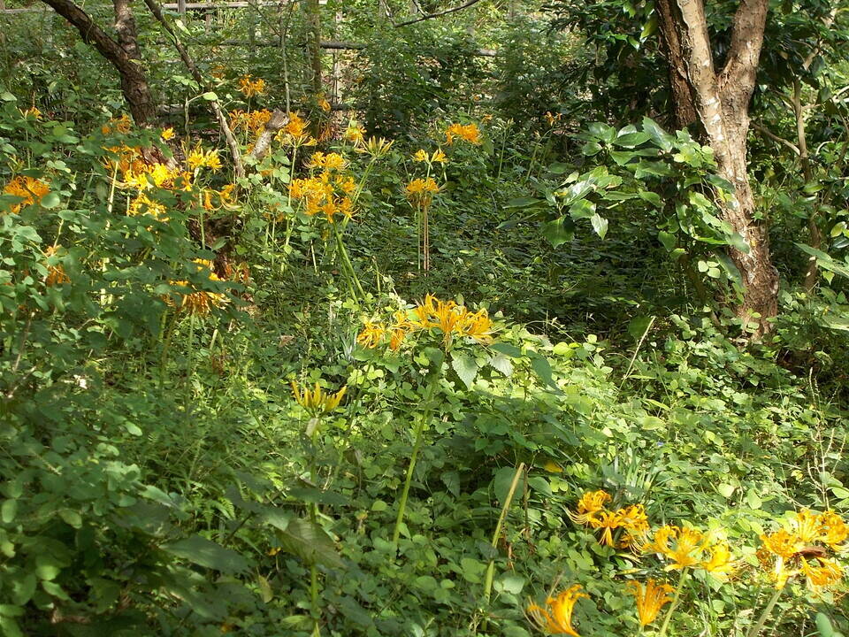 DSCN6650.jpg