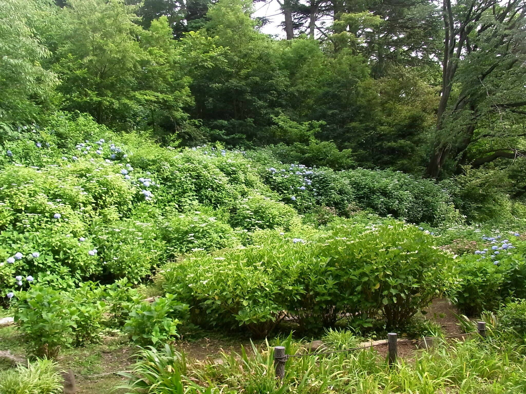 あじさい園.jpg