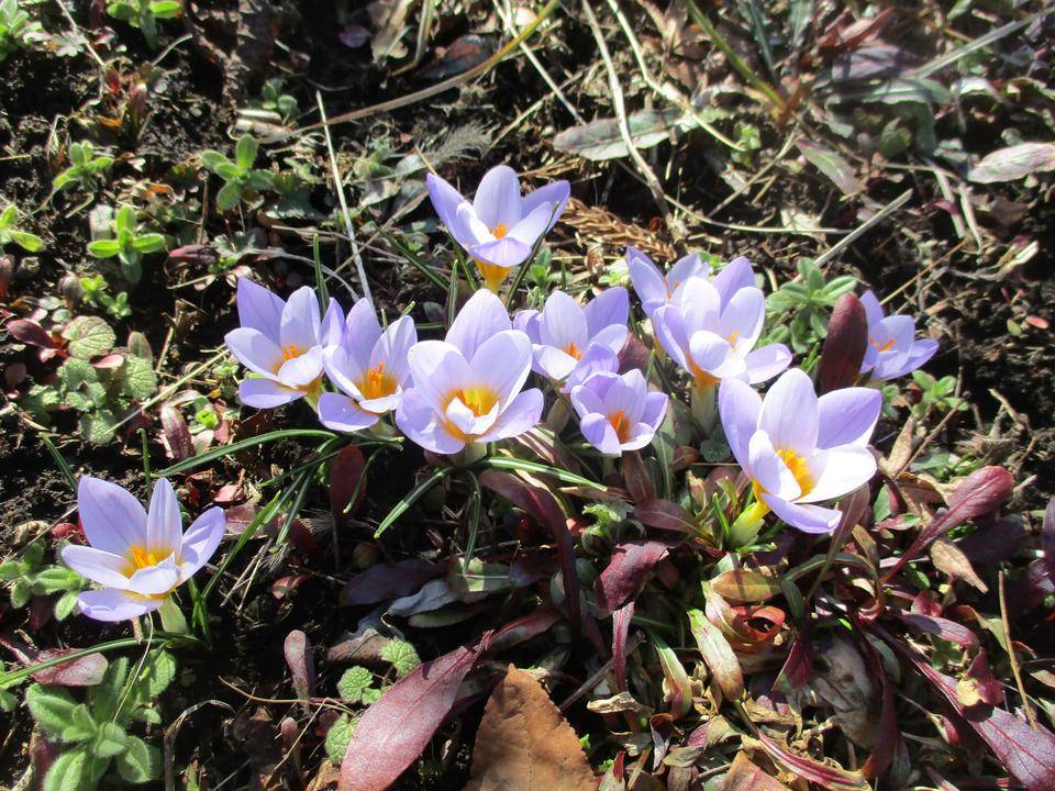 原種クロッカス.jpg
