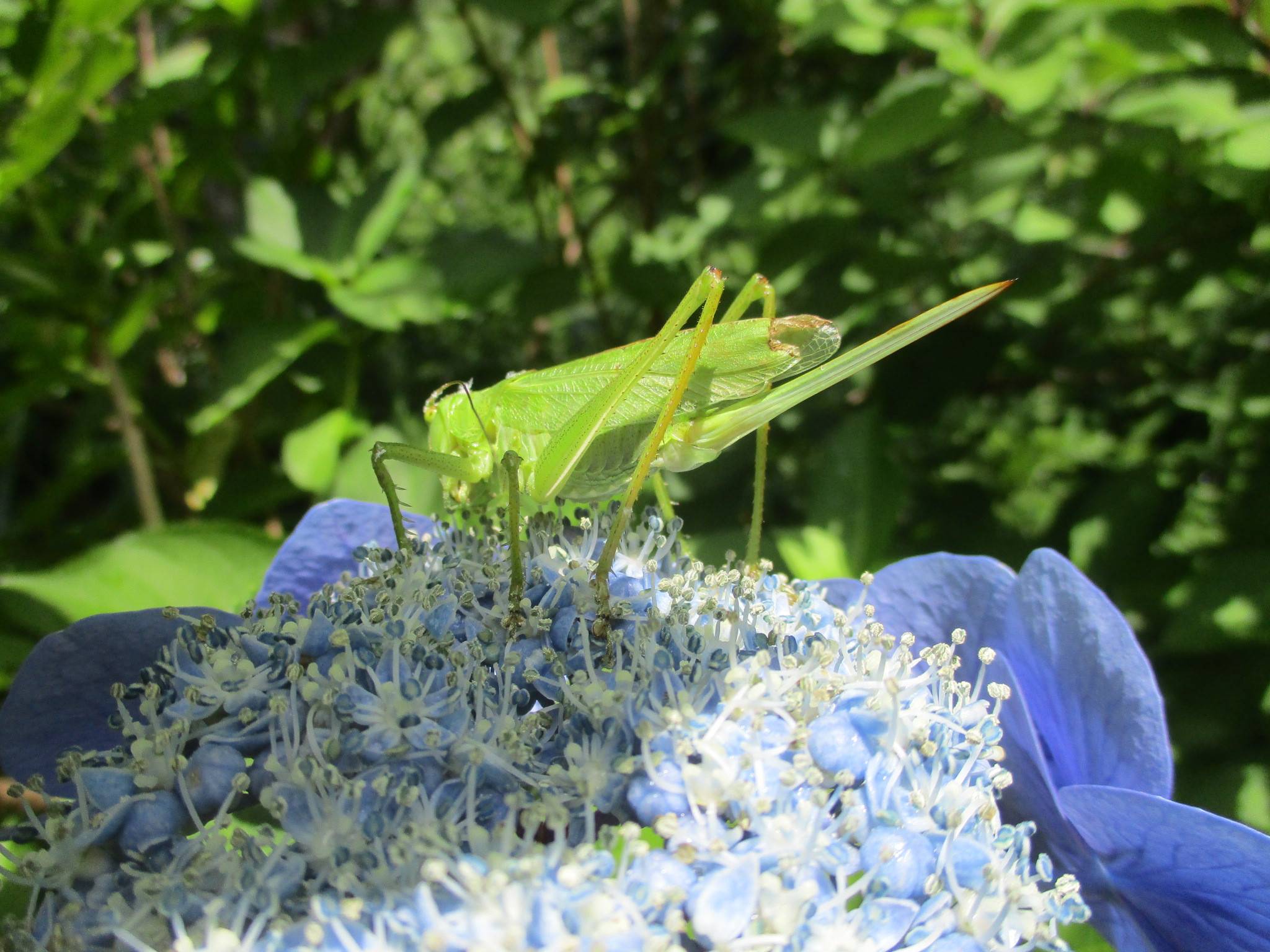 アジサイにいたヤブキリ？.jpg