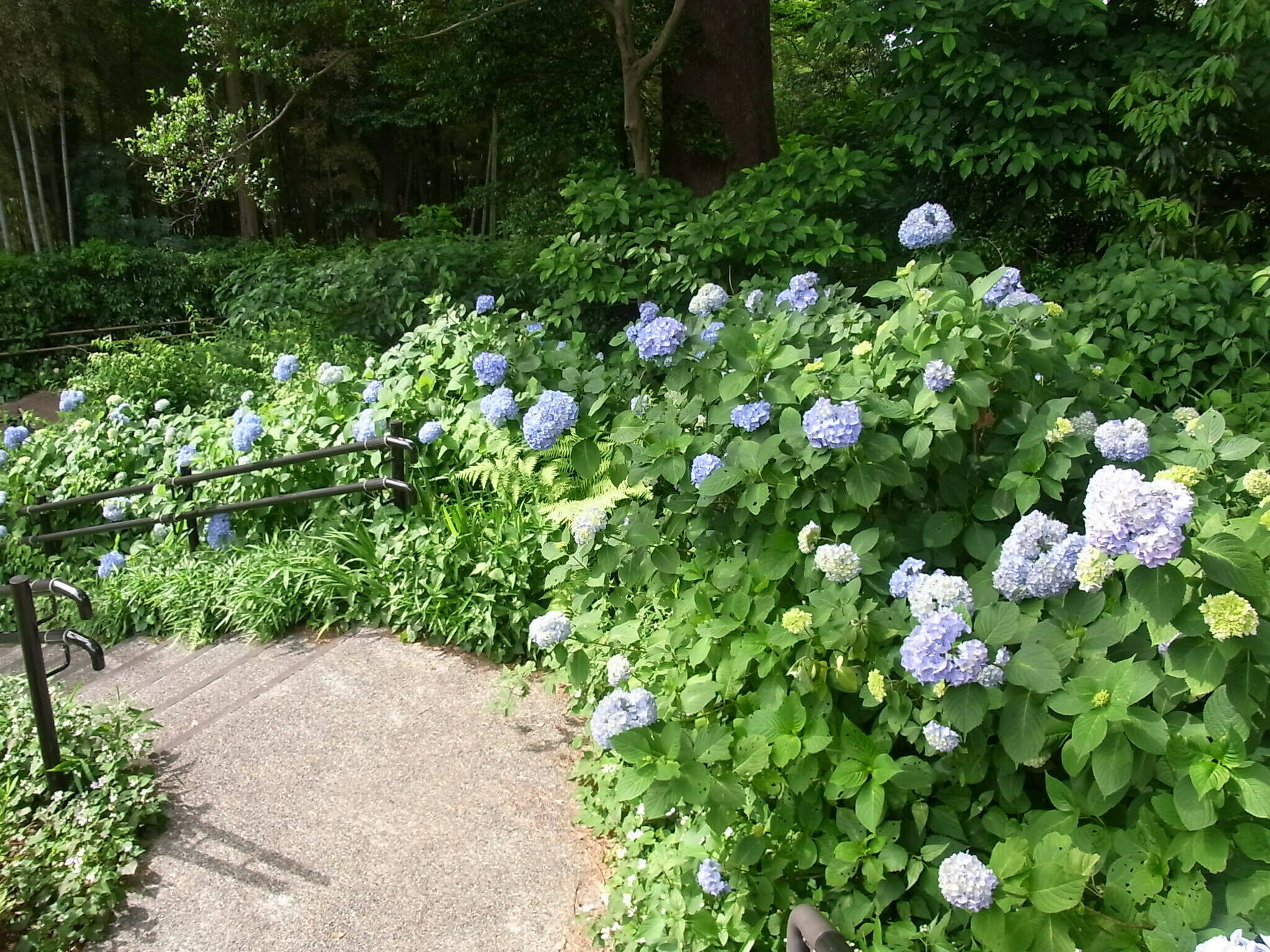 セイヨウアジサイ／大階段横 (2).jpg