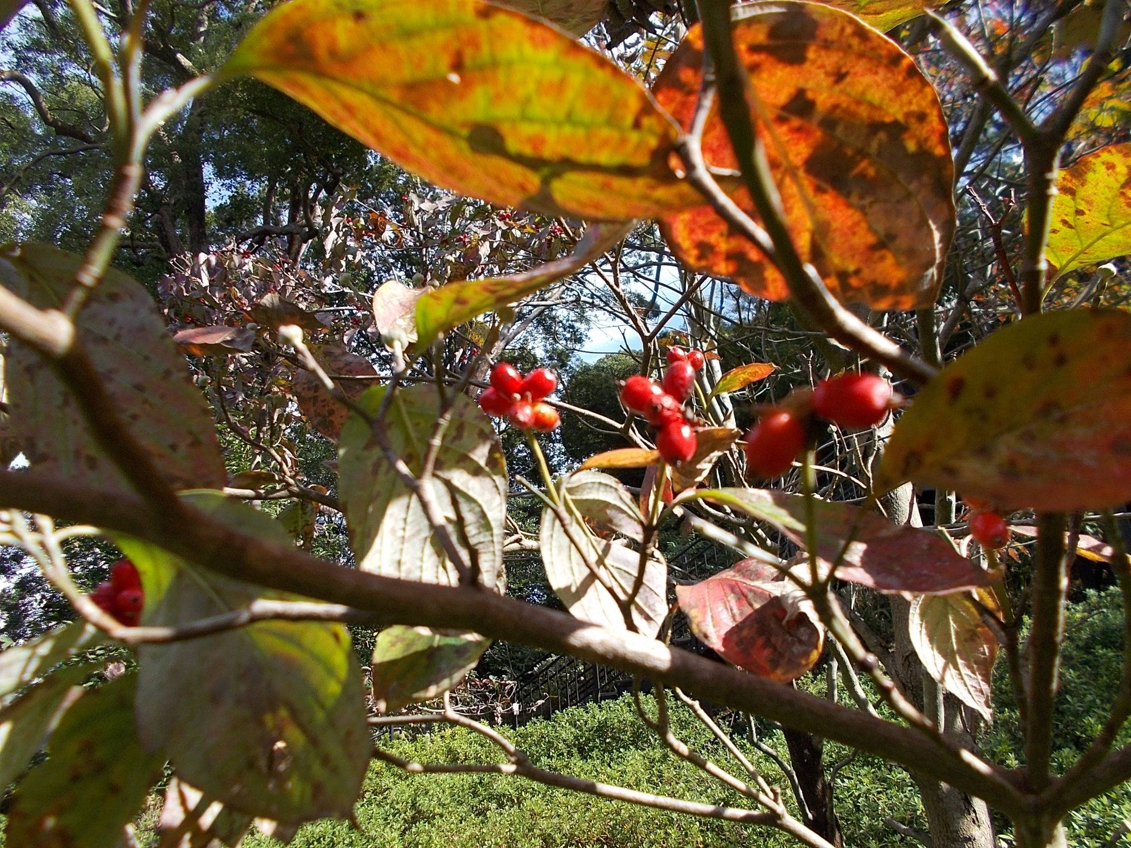 DSCN7037.jpg