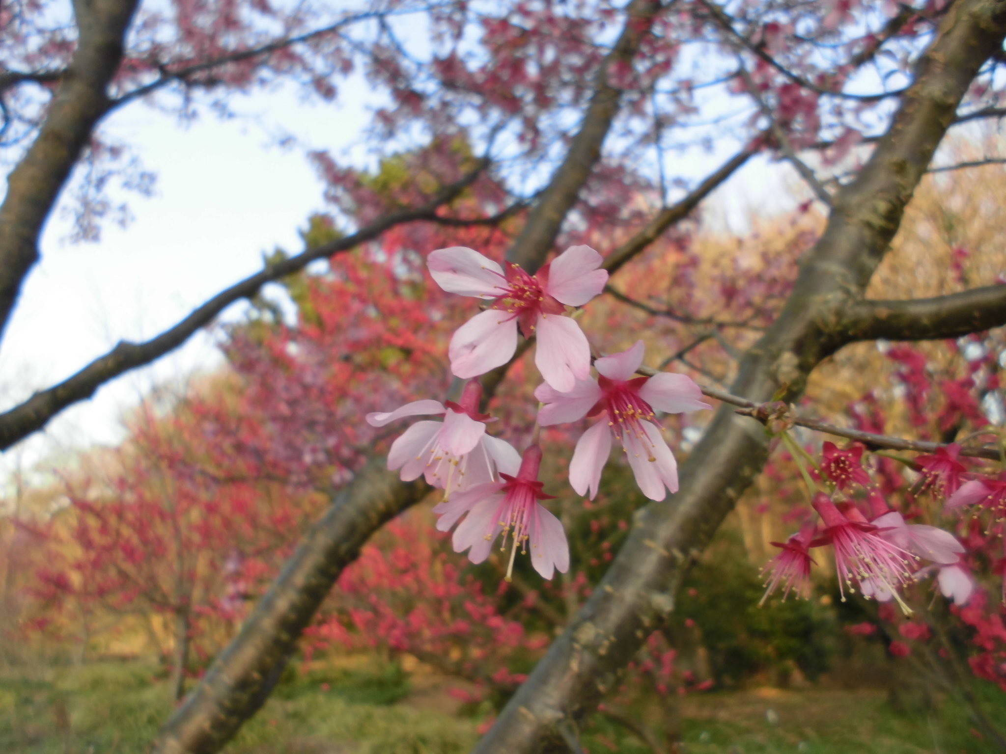 /park/matanobettei/authora8510/CIMG8006.jpg