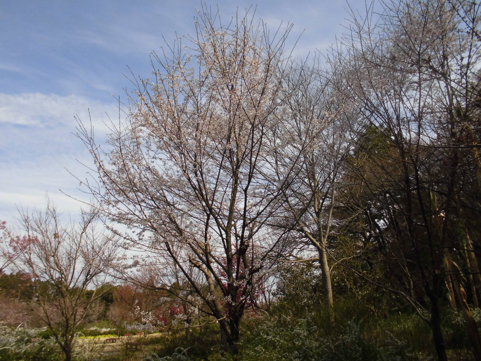 /park/matanobettei/authora8510/CIMG8392.jpg