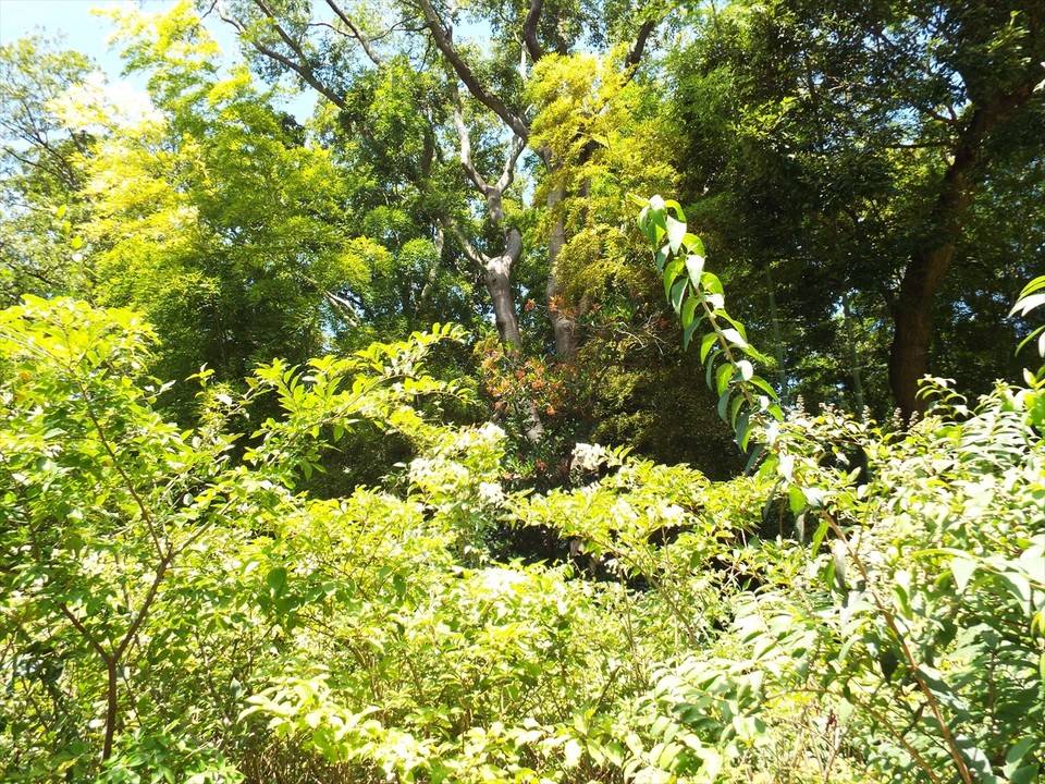 /park/matanobettei/authora8510/DSCF0826_R.jpg