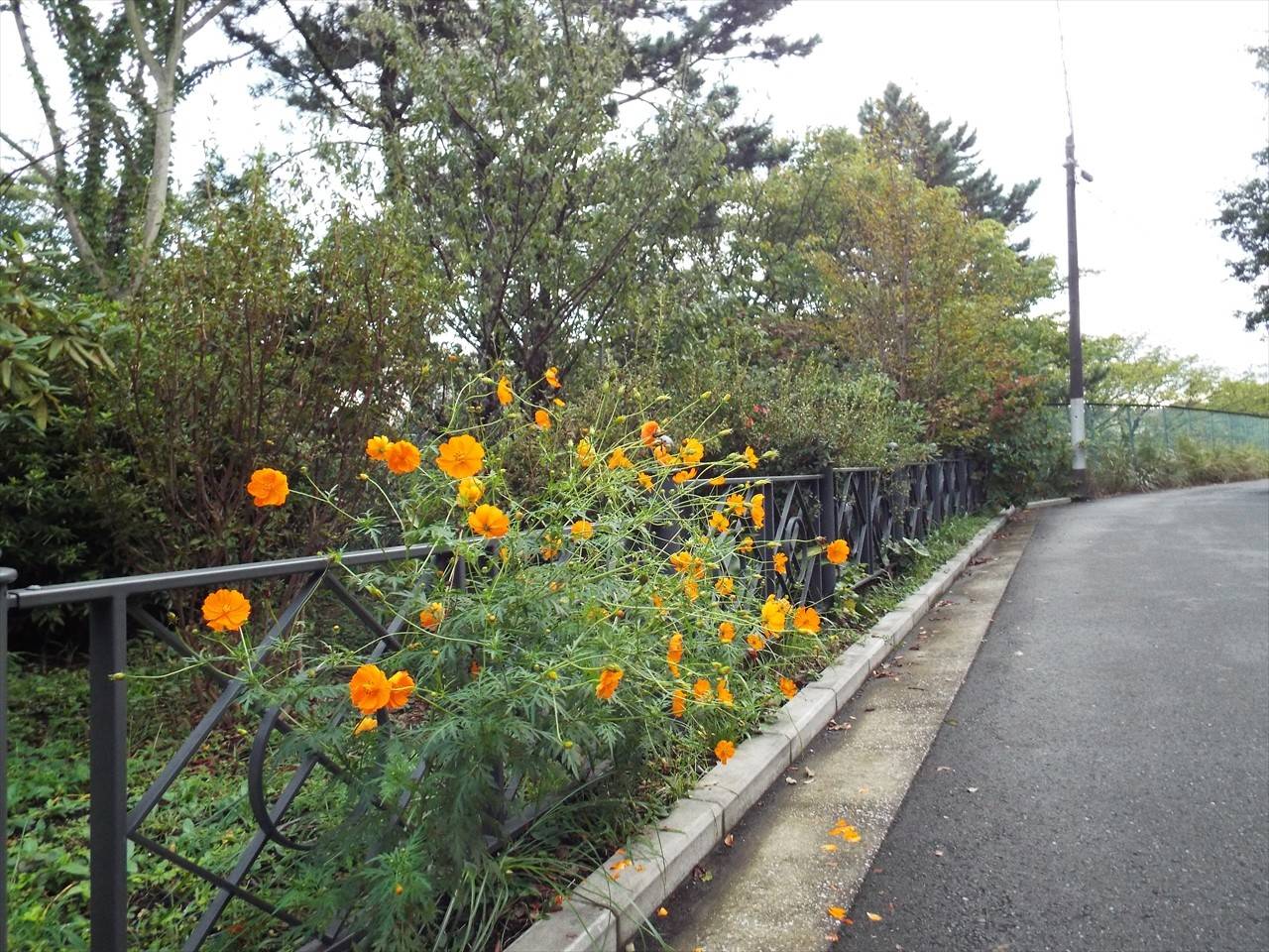/park/matanobettei/authora8510/DSCF2472_R.jpg