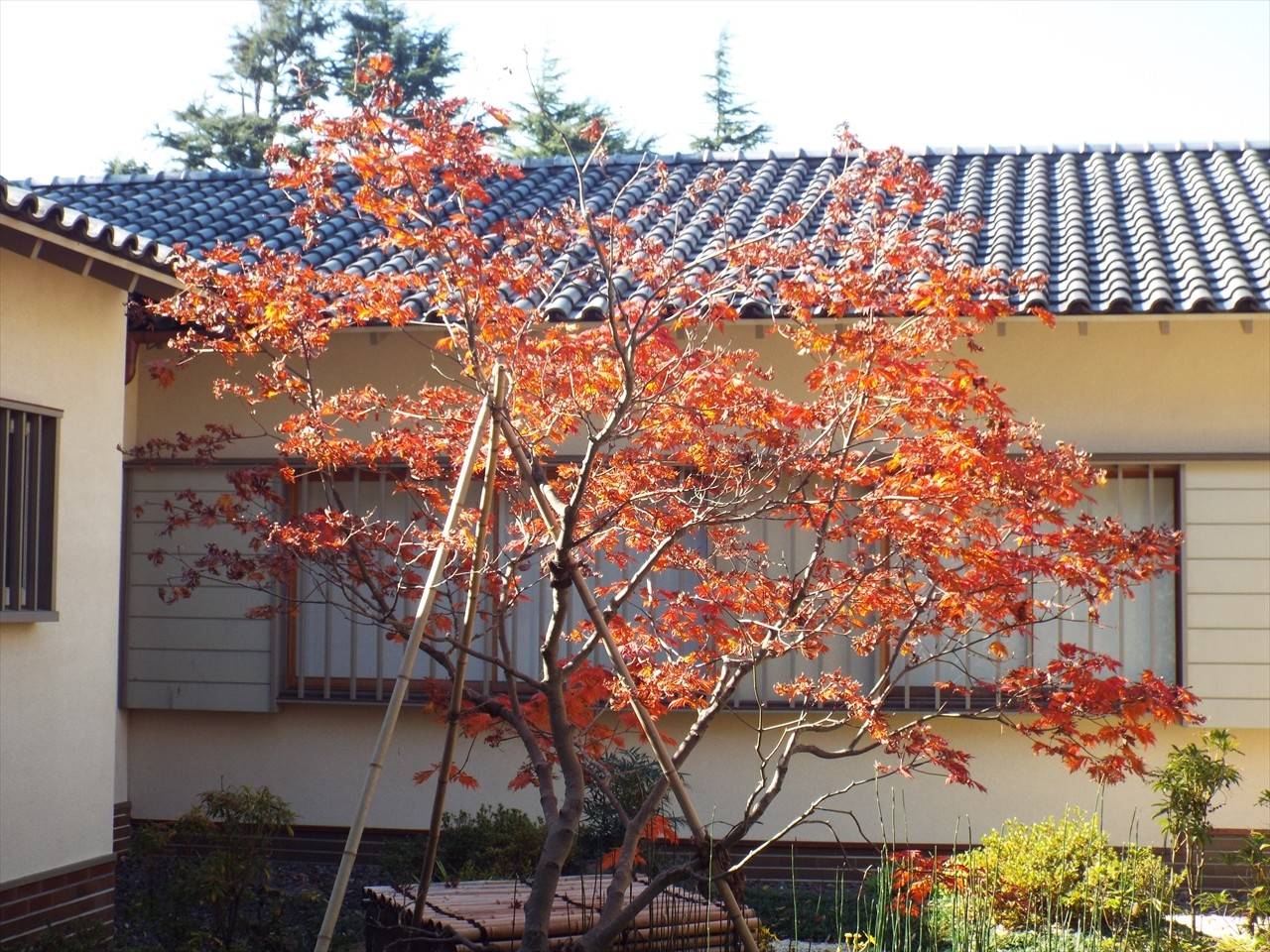 /park/matanobettei/authora8510/DSCF3093_R.jpg