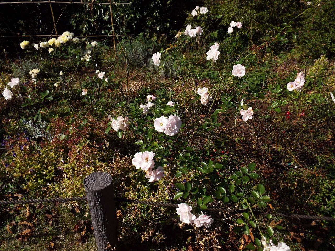 /park/matanobettei/authora8510/DSCF3126_R.jpg