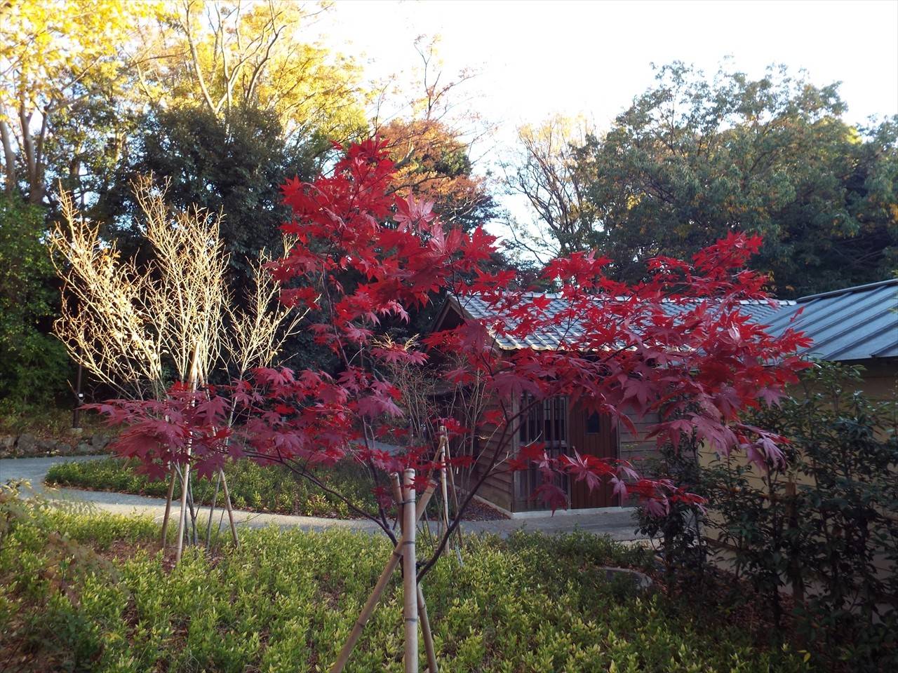 /park/matanobettei/authora8510/DSCF3507_R.jpg