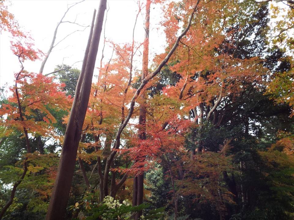 /park/matanobettei/authora8510/DSCF3583_R.jpg