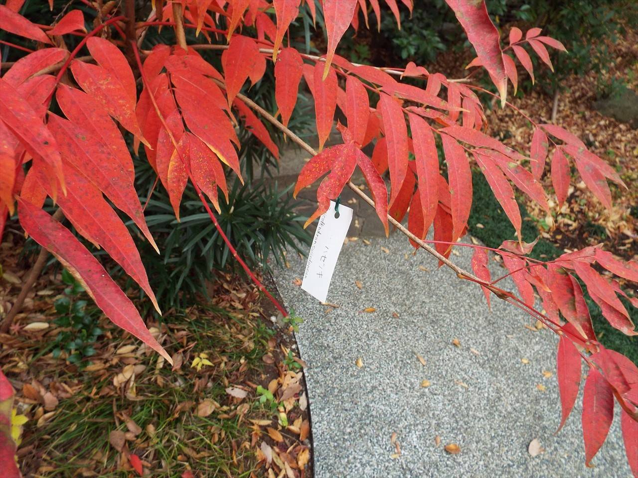 /park/matanobettei/authora8510/DSCF4078_R.jpg