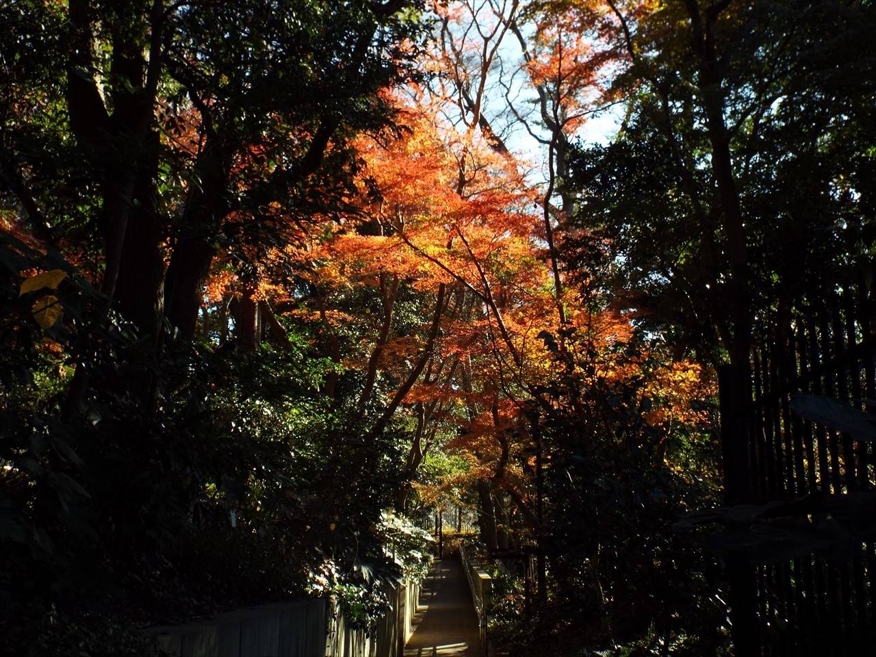 /park/matanobettei/authora8510/DSCF4357_R.jpg