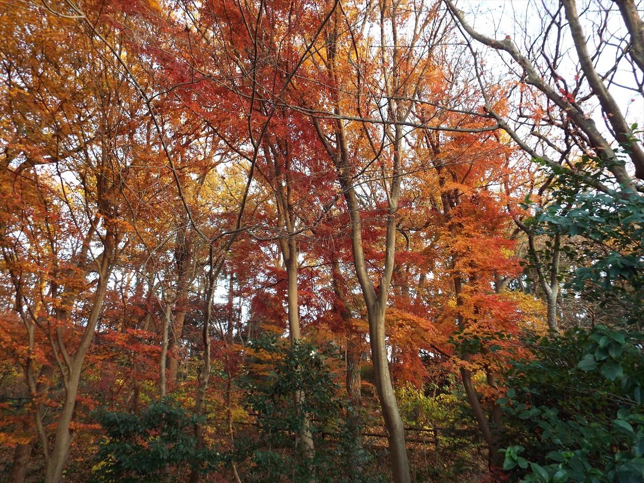 /park/matanobettei/authora8510/DSCF4544_R.jpg