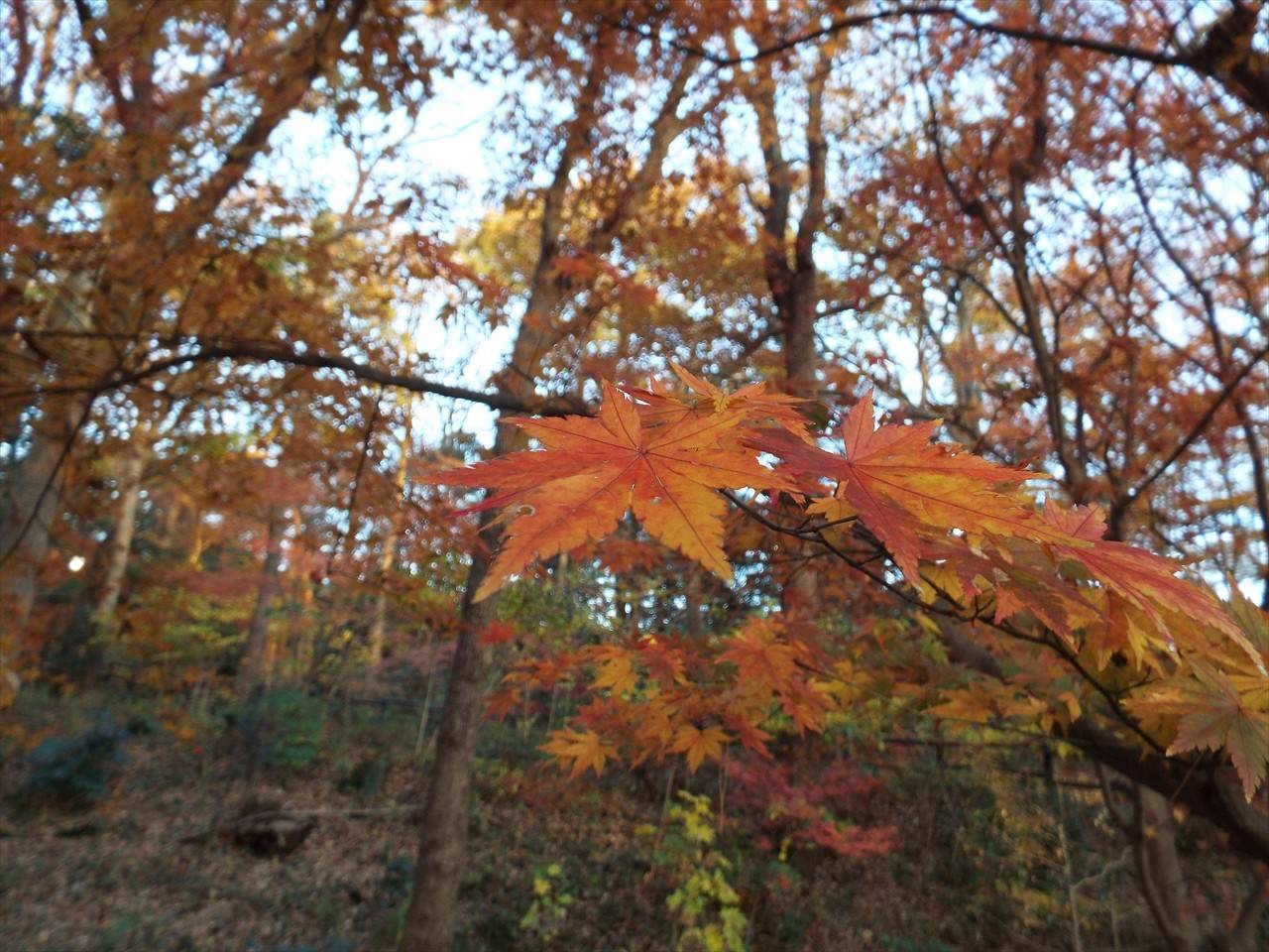 /park/matanobettei/authora8510/DSCF4546_R.jpg