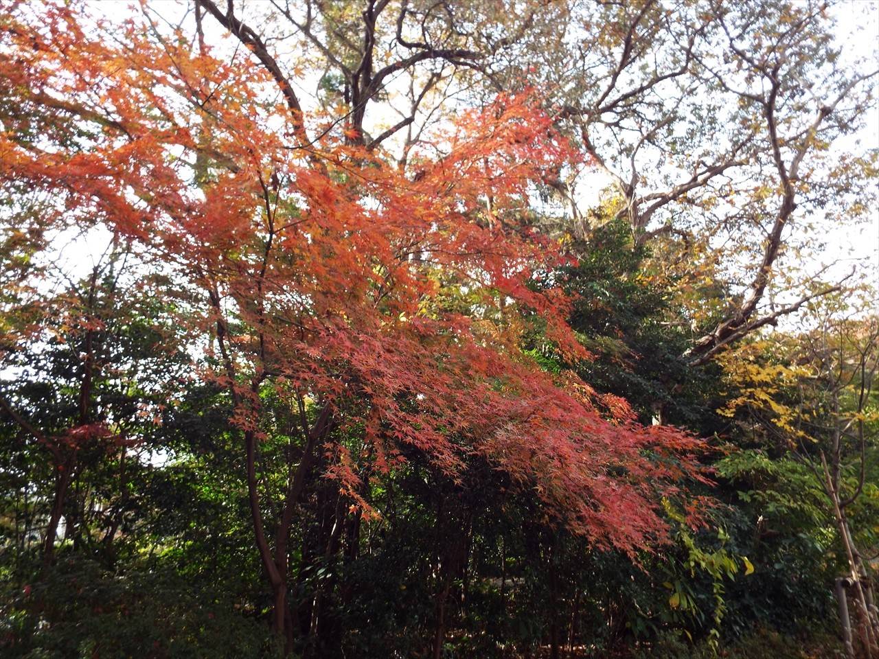 /park/matanobettei/authora8510/DSCF4591_R.jpg