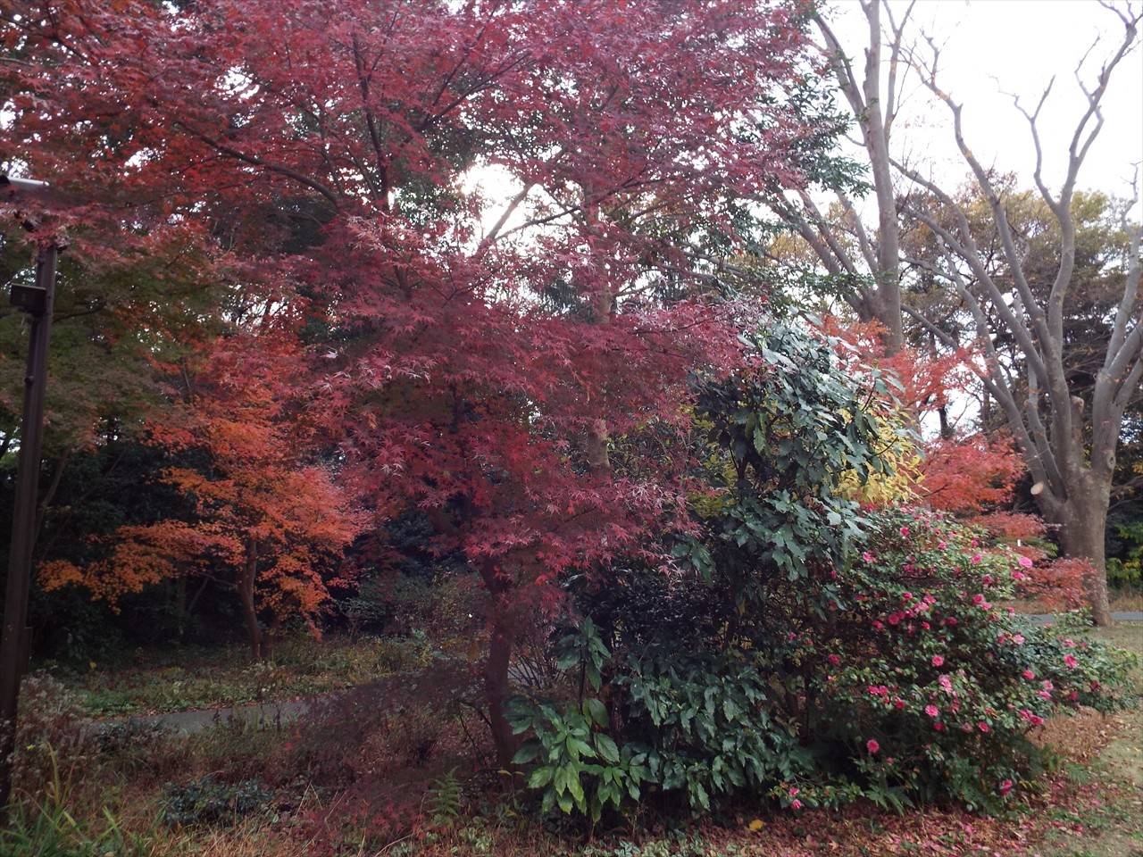 /park/matanobettei/authora8510/DSCF4900_R.jpg