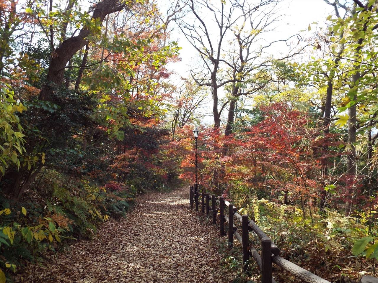 /park/matanobettei/authora8510/DSCF4935_R.jpg