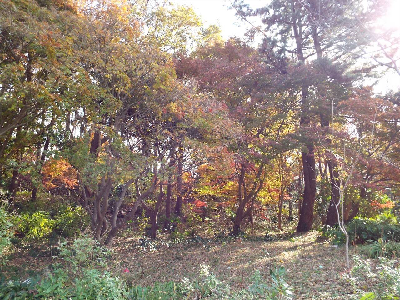 /park/matanobettei/authora8510/DSCF5072_R.jpg